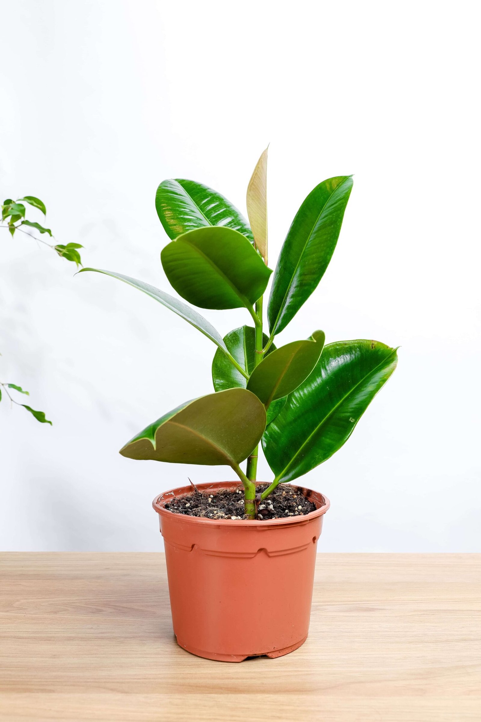 نبتة الفيكس مطاط صغير