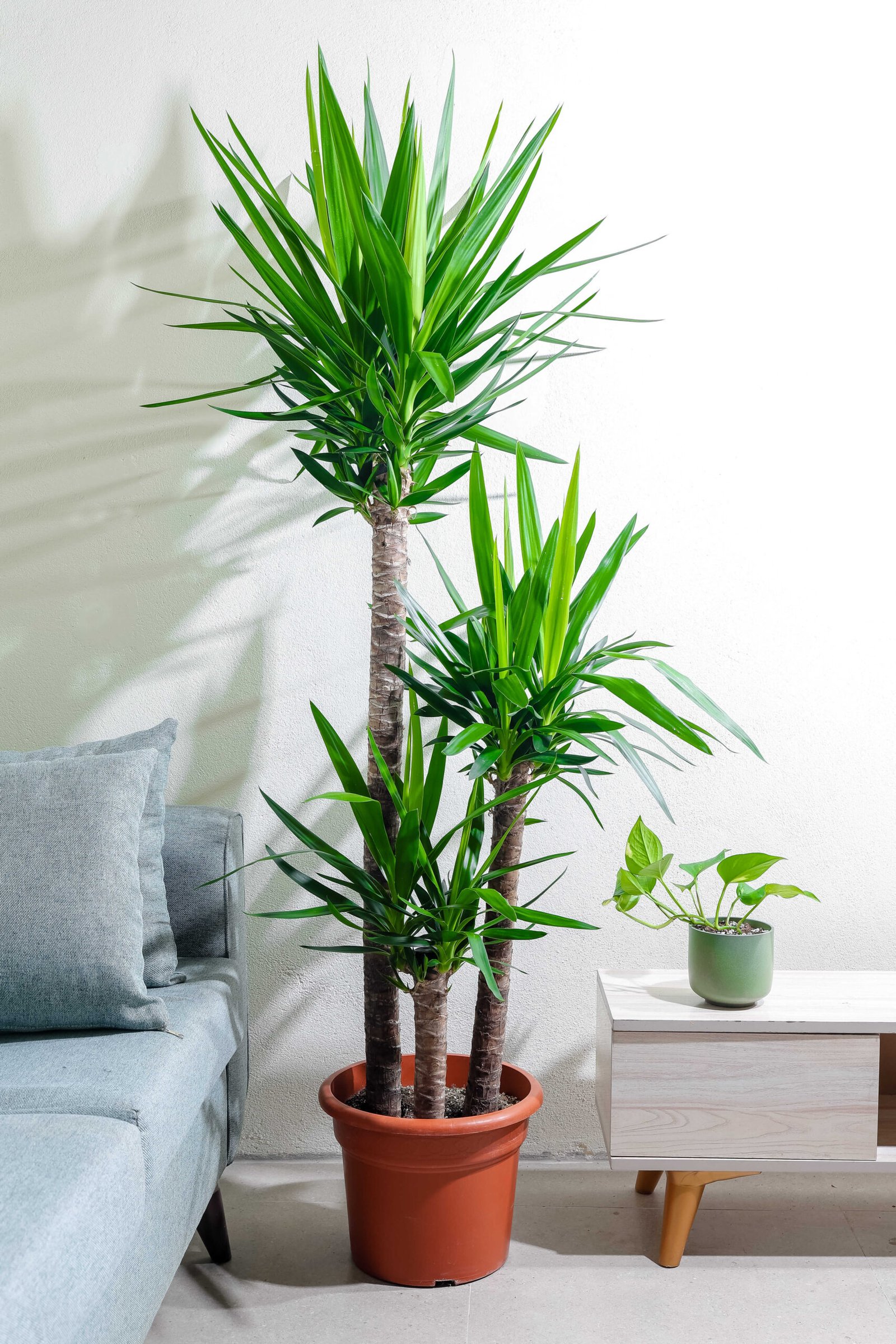 نبتة يوكا 3 عود - الصورة 2