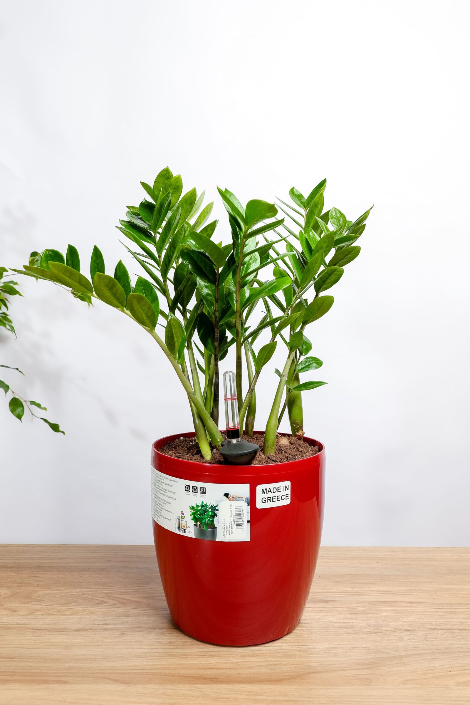 نبتة الزاميا في حوض ري ذاتي احمر