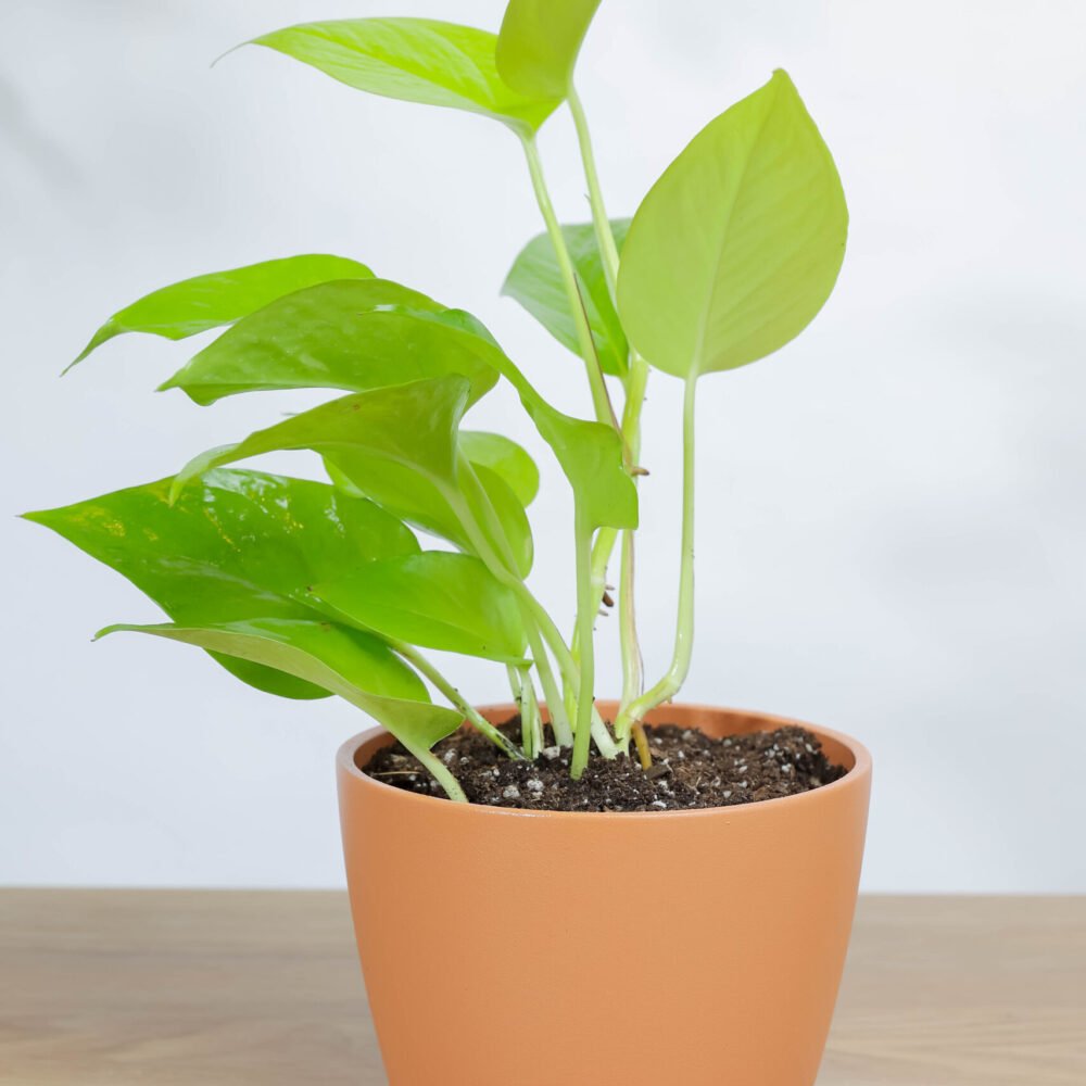 Shop Primary Image Shop Primary Image