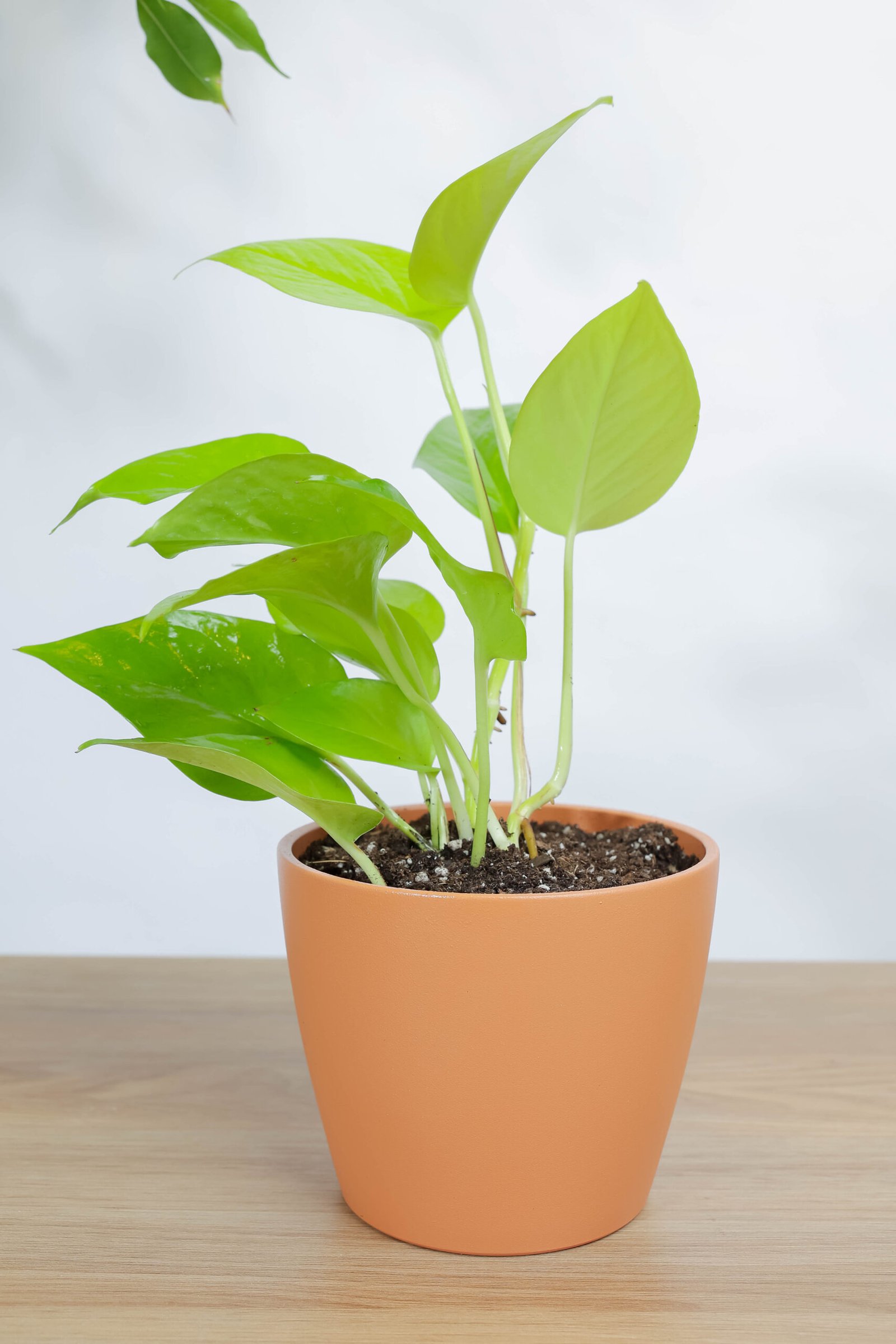 نبتة بوتس نيون في اصيص سيراميك برتقالي