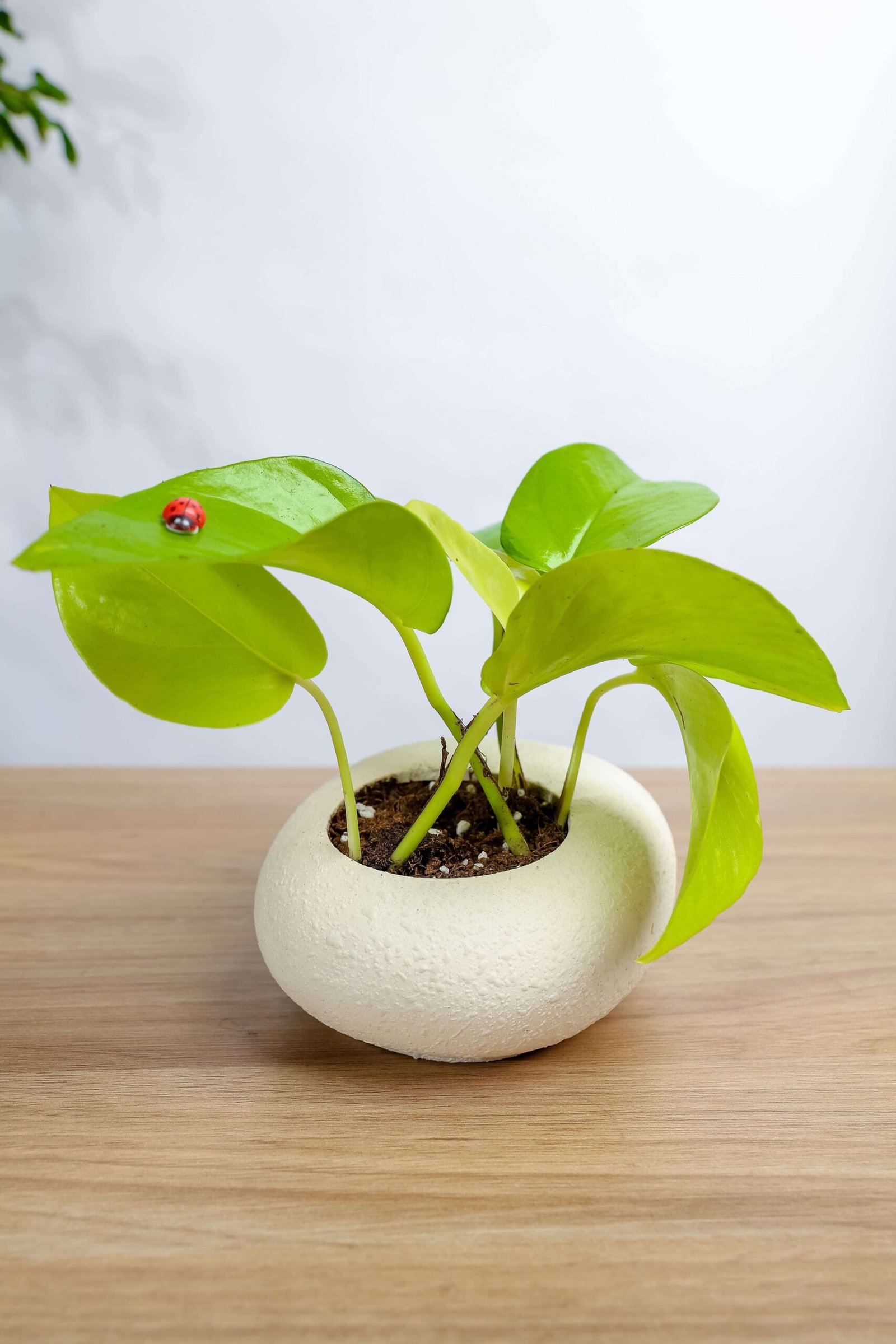 بوتس نيون في حوض رخام ابيض - الصورة 2