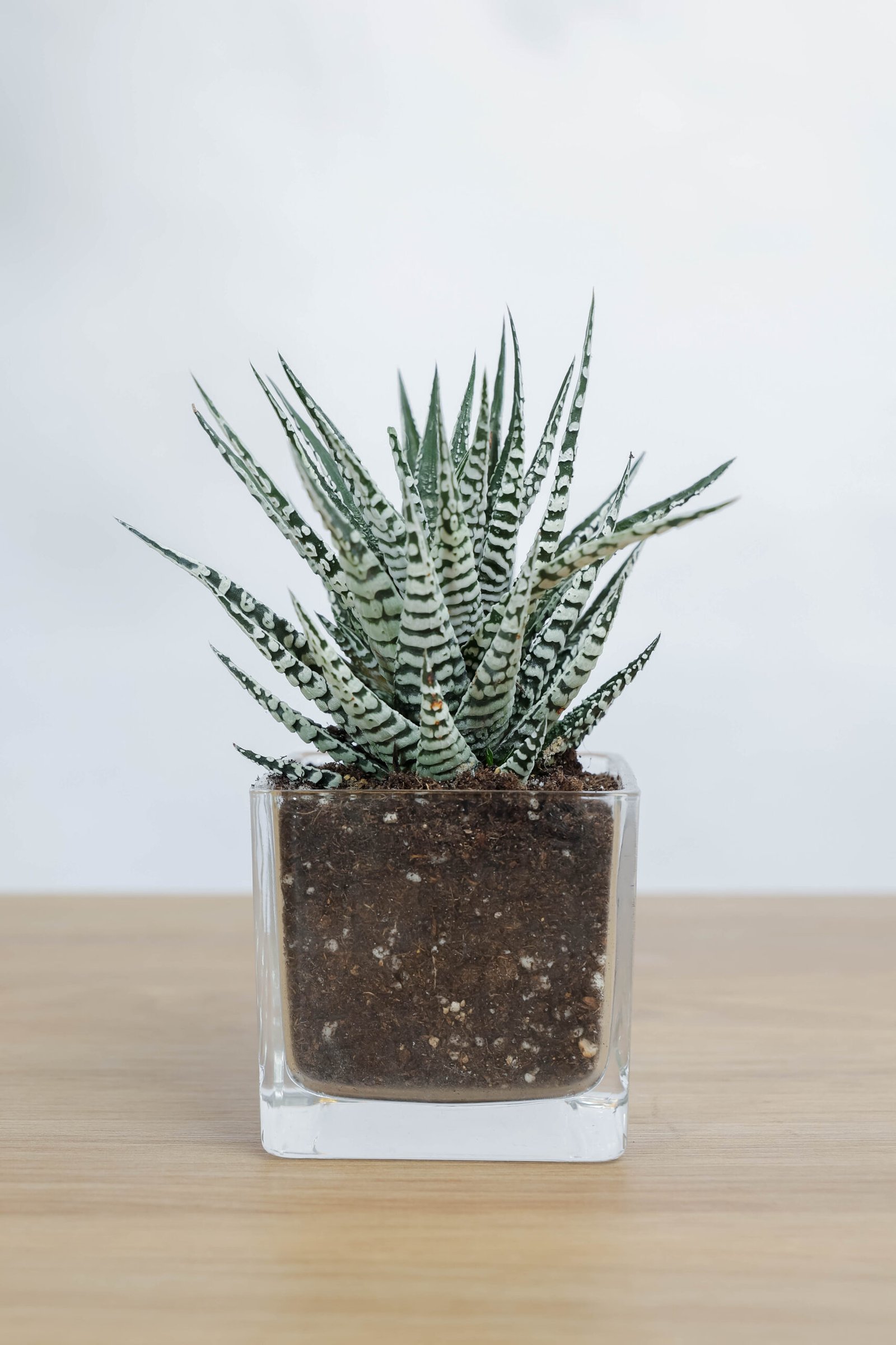 نبات الصبار الصغير من زريعة | هدية صبورة أنيقة في فازة