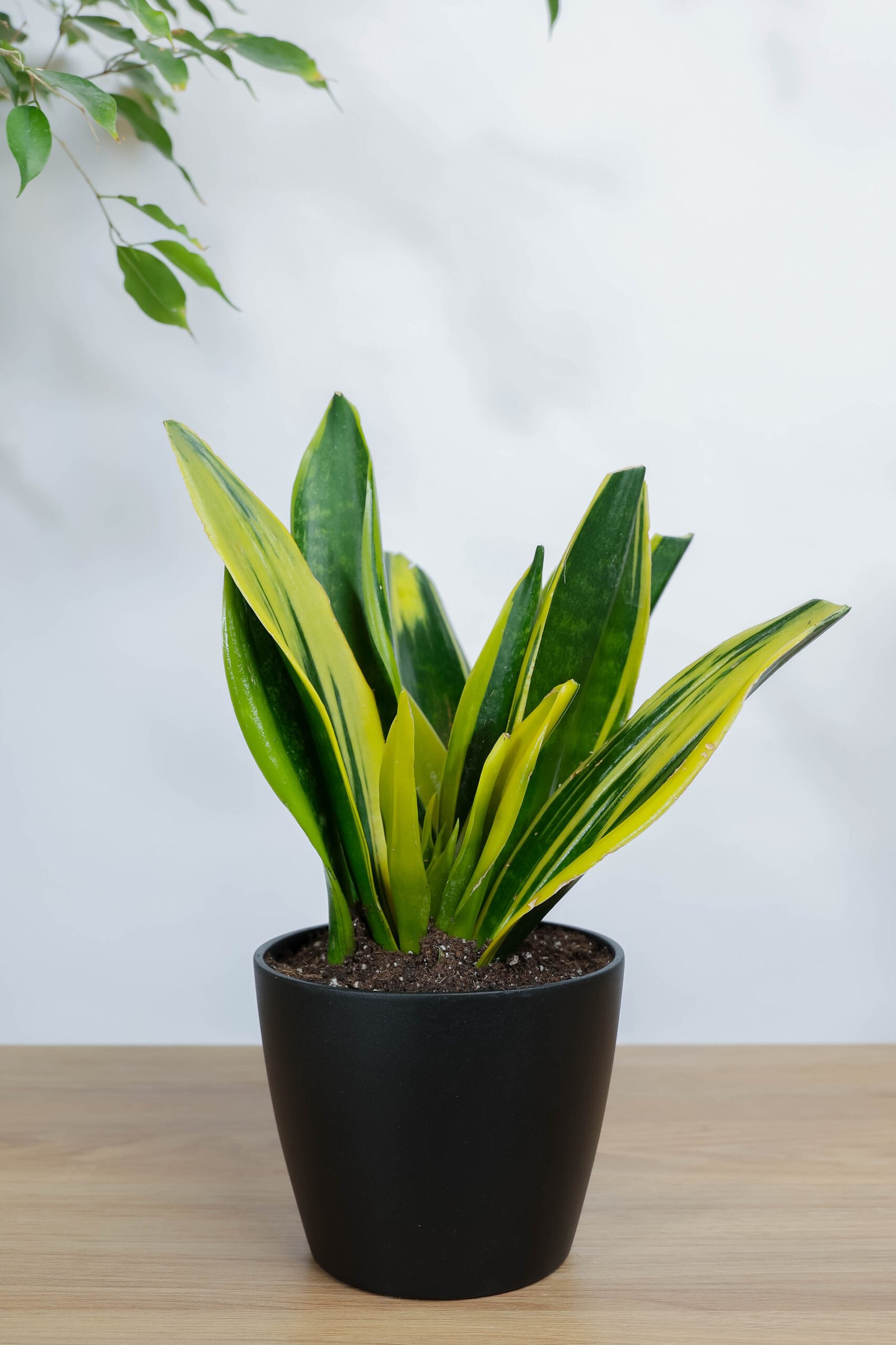 نبتة جلد النمر في حوض رخام اسود