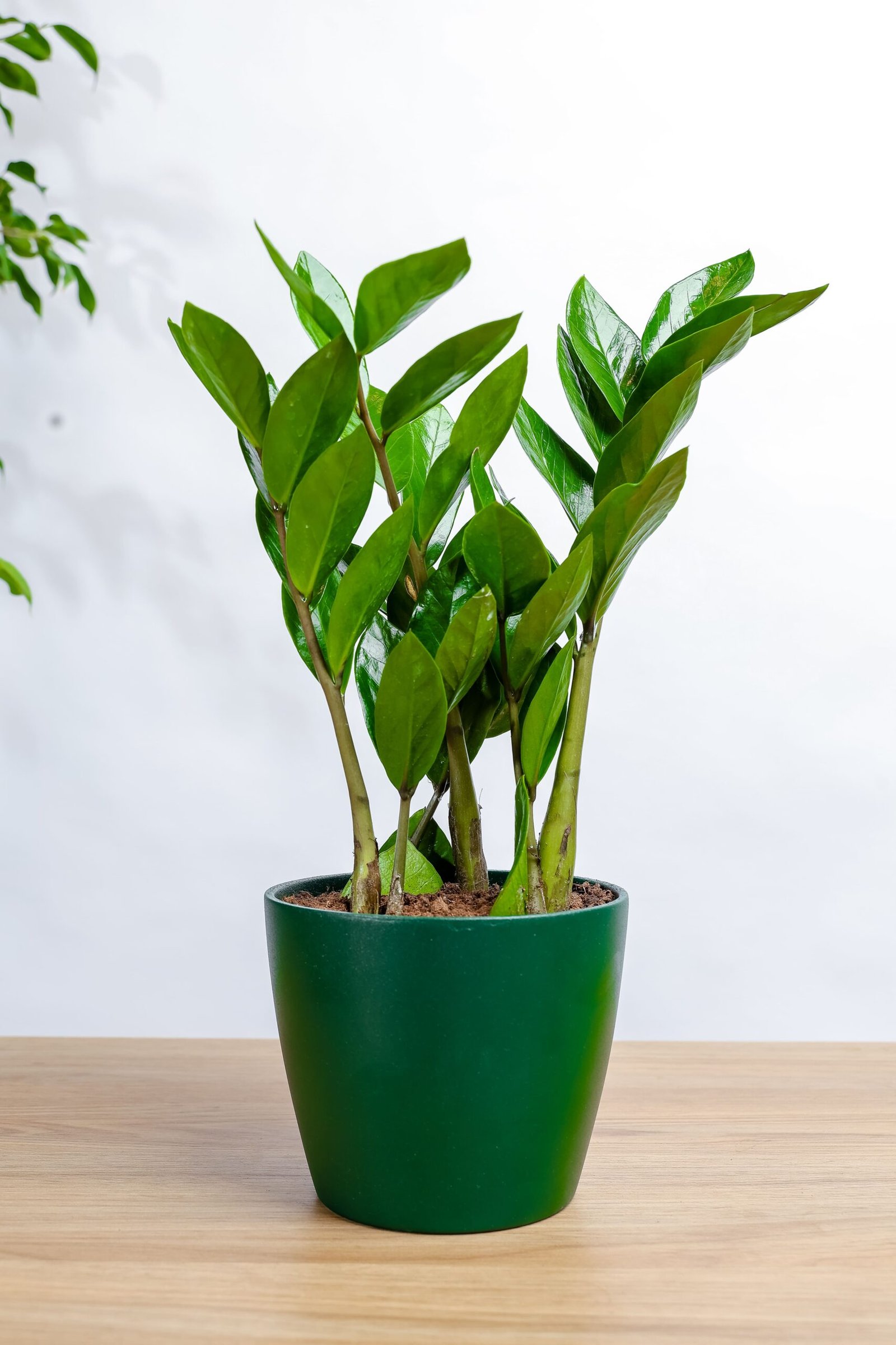 نبتة الزاميا الخضراء في حوض سيراميك زيتي