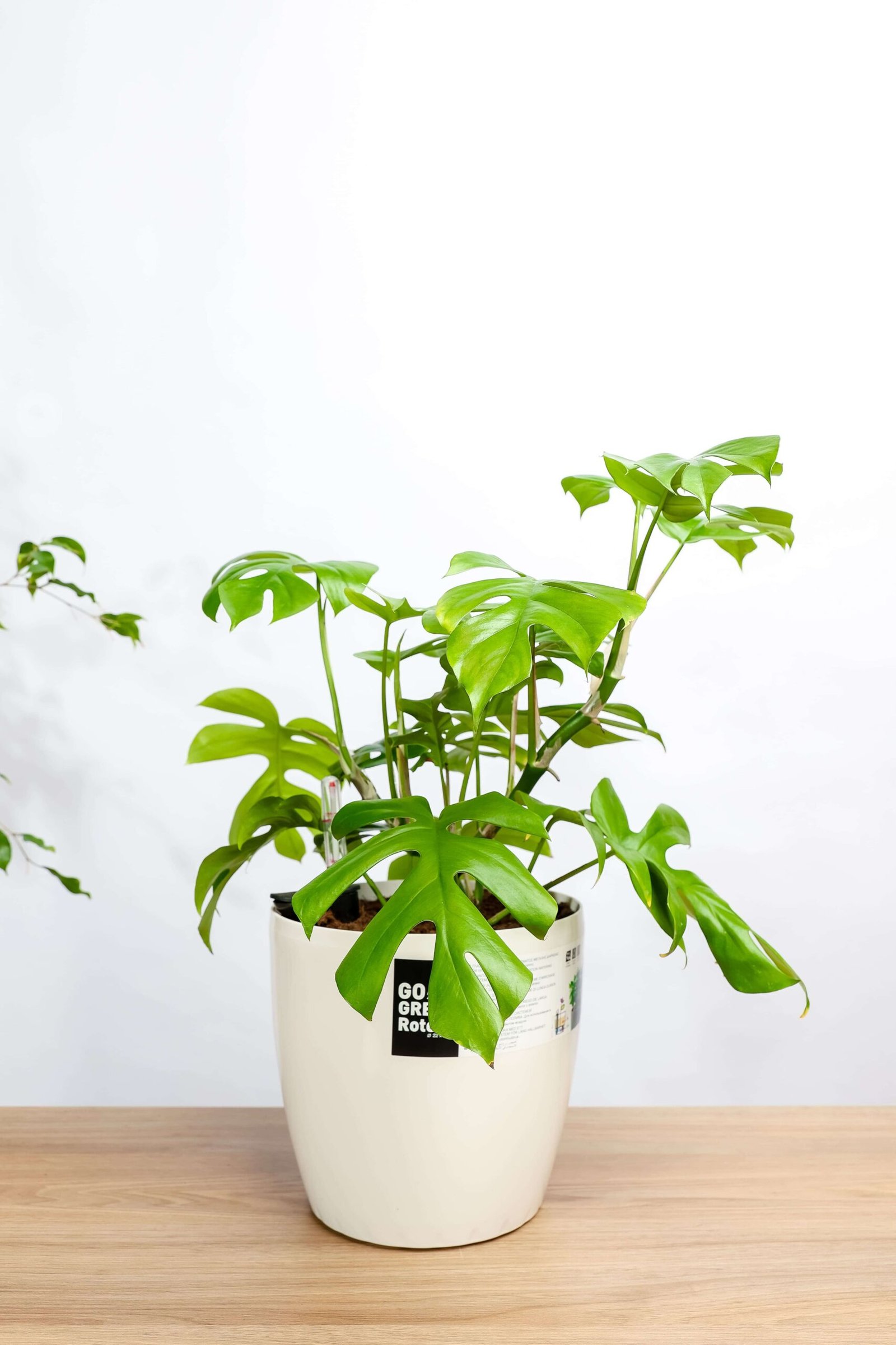 نبتة مونستيرا – القفص الصدري في حوض ري ذاتي ابيض