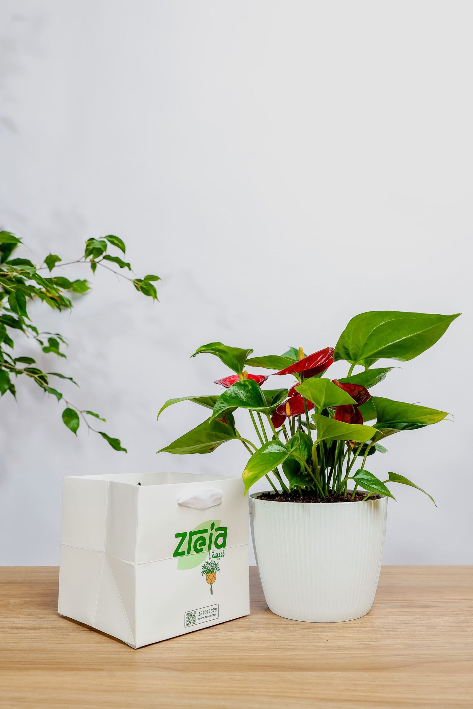 هدية نبتة انتريوم احمر