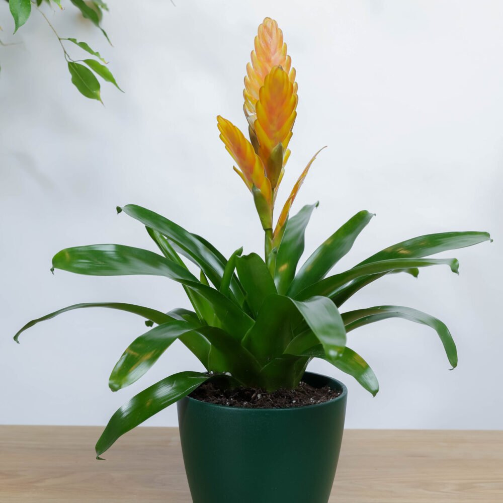 Shop Primary Image Shop Primary Image