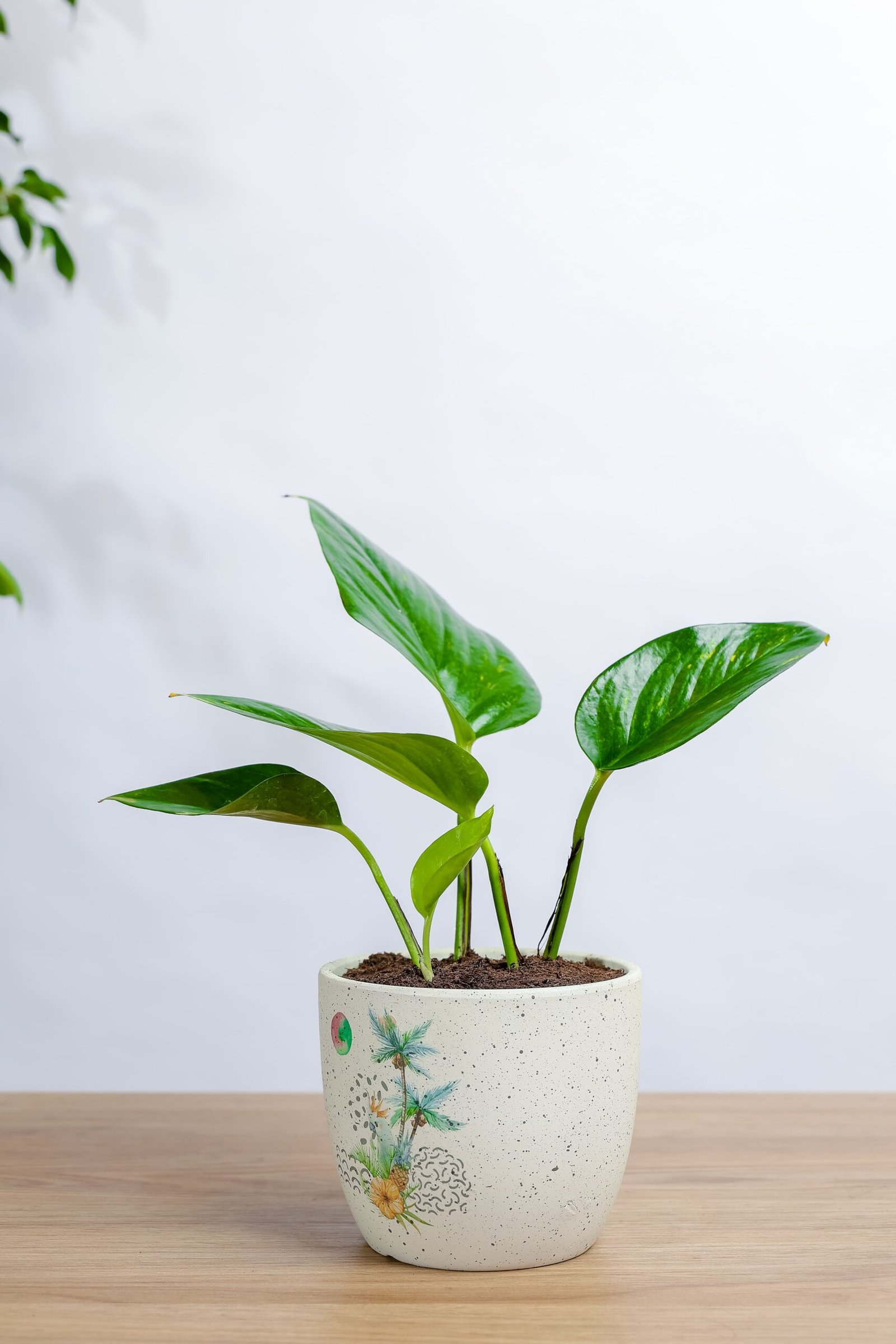 جولدن بوتس في حوض رخام بشكل مميز وانيق