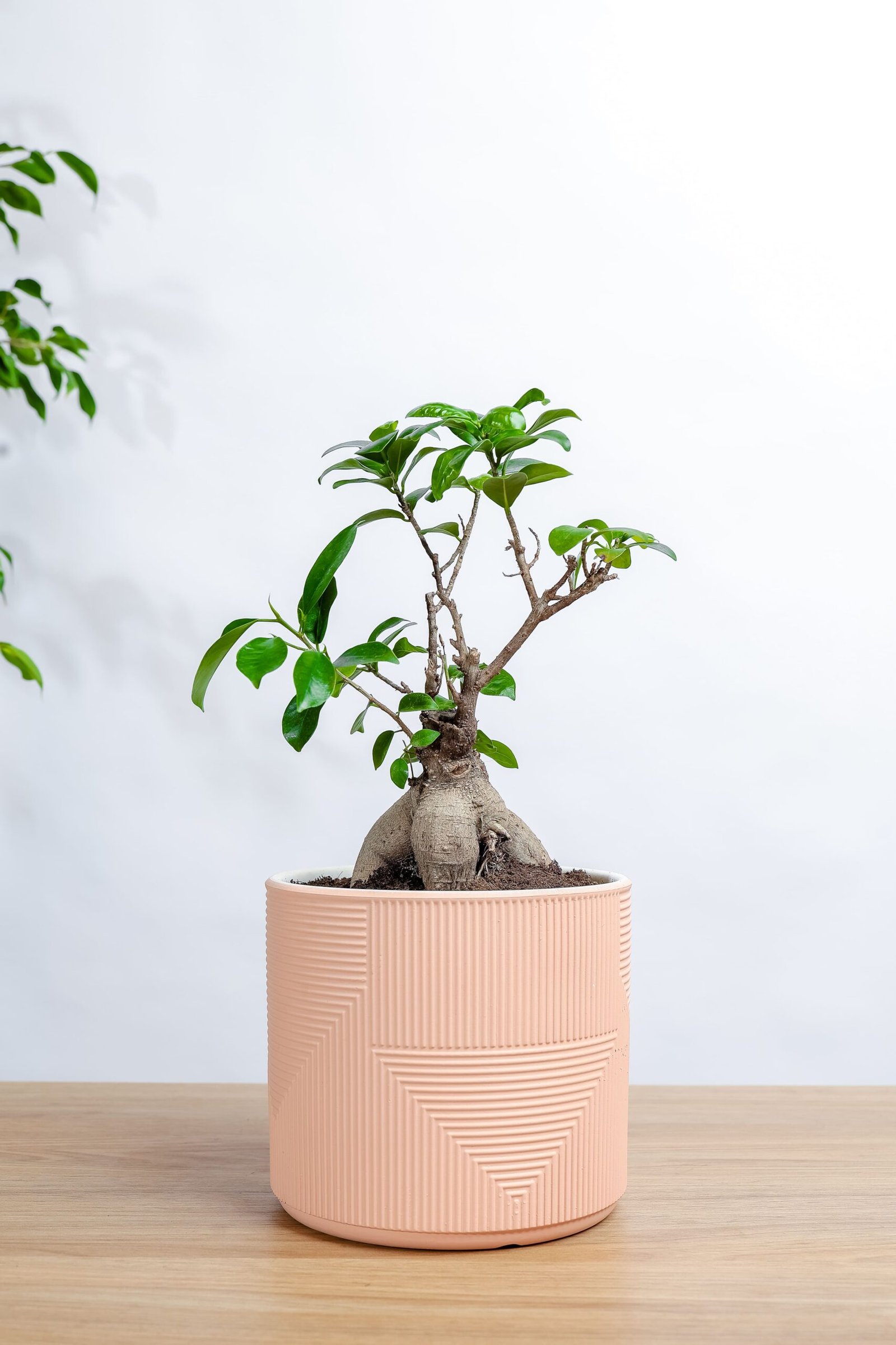 نبتة بونساي في حوض رخام وردي