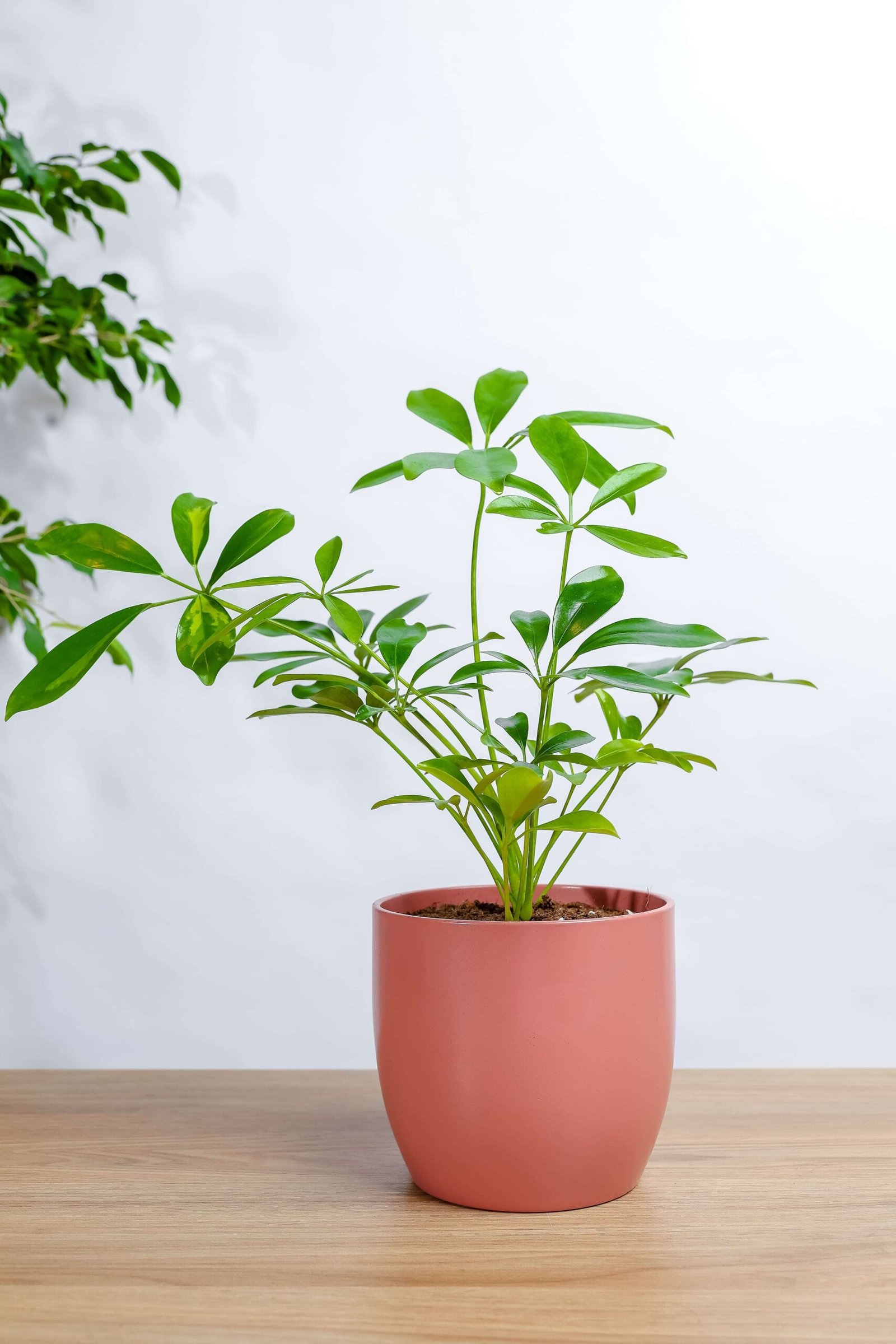 نبتة شفليرا في حوض رخام وردي