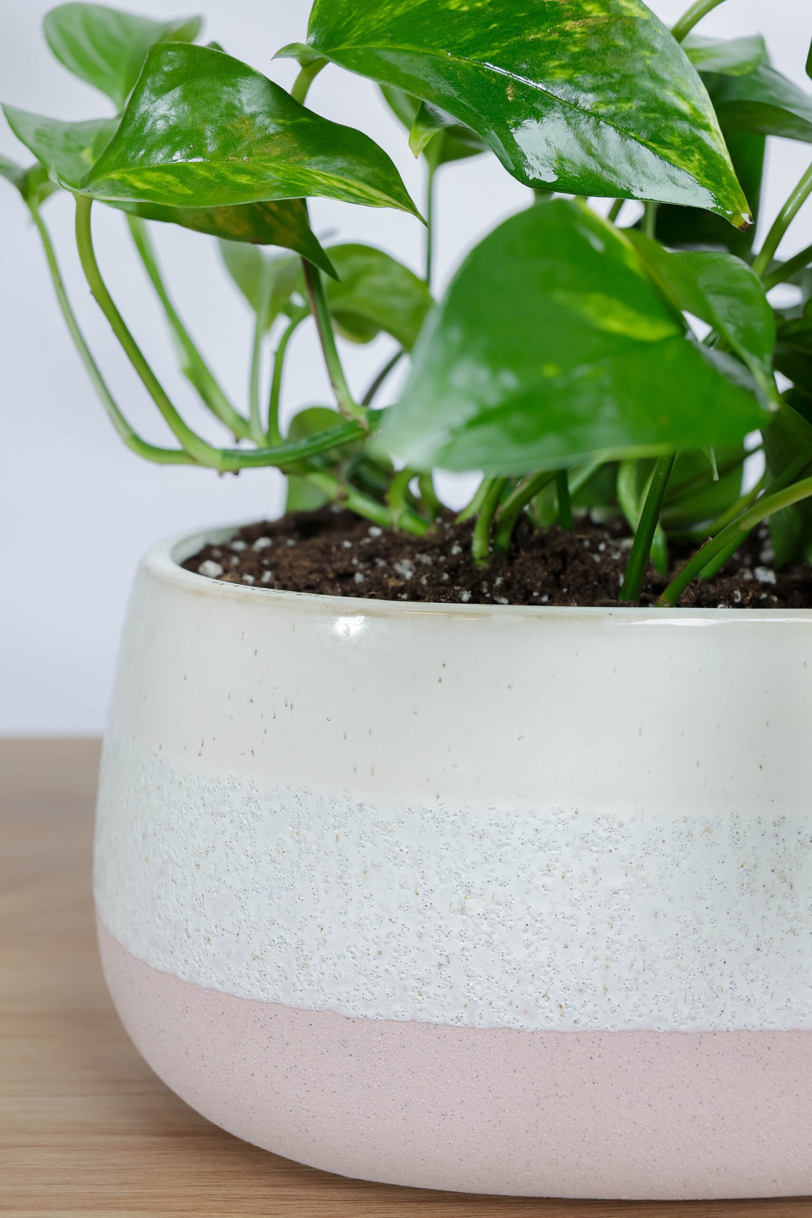 حديقة جولدن بوتس في اصيص سيراميك وردي وابيض - الصورة 2