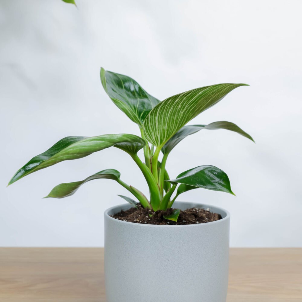 Shop Primary Image Shop Primary Image