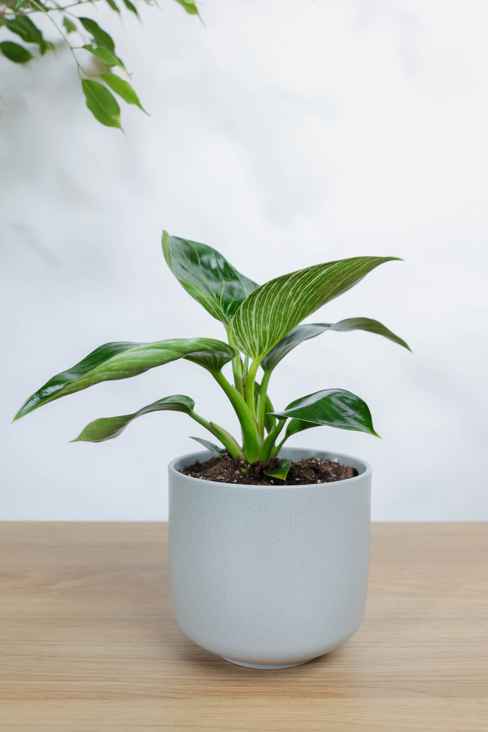 نبتة فيلوديندرون الاميرة الخضراء في اصيص سيراميك رمادي فاتح