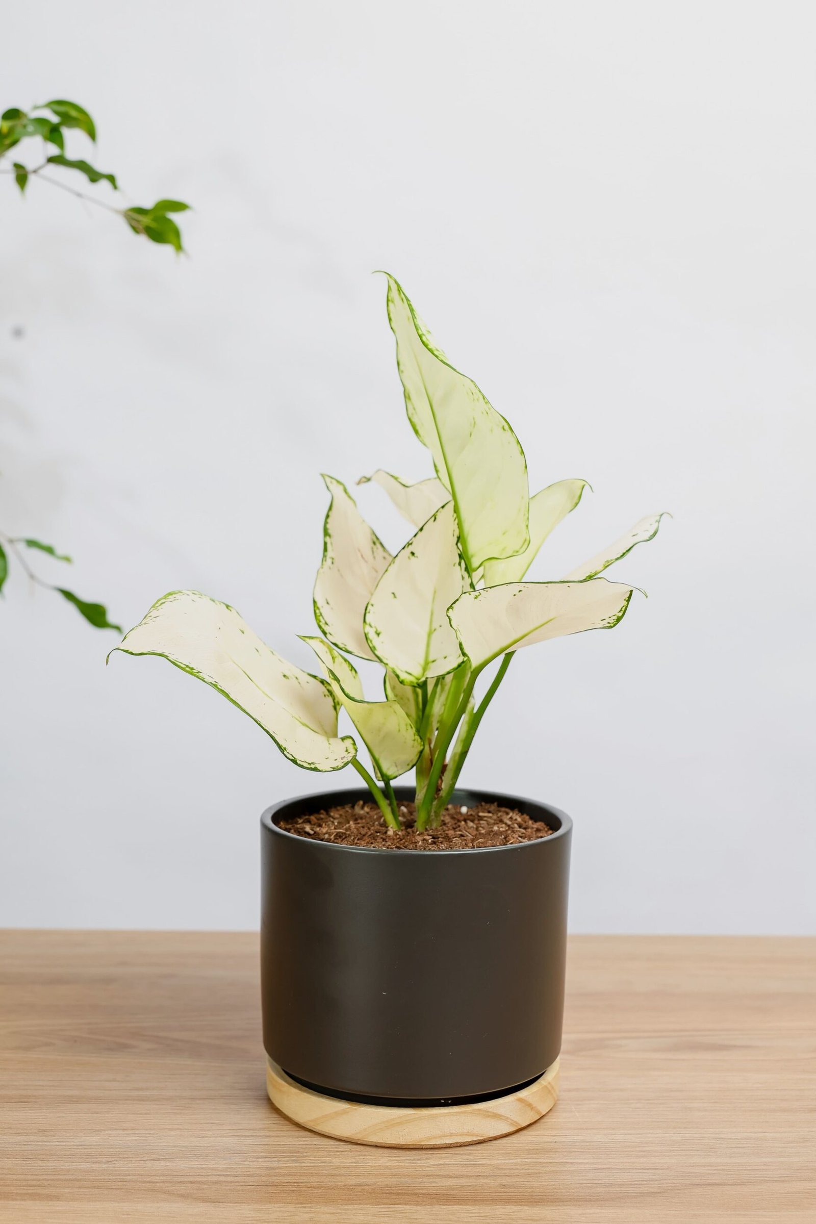 نبتة اجلونيما مبرقشه في حوض سيراميك اسود بقاعده خشبيه