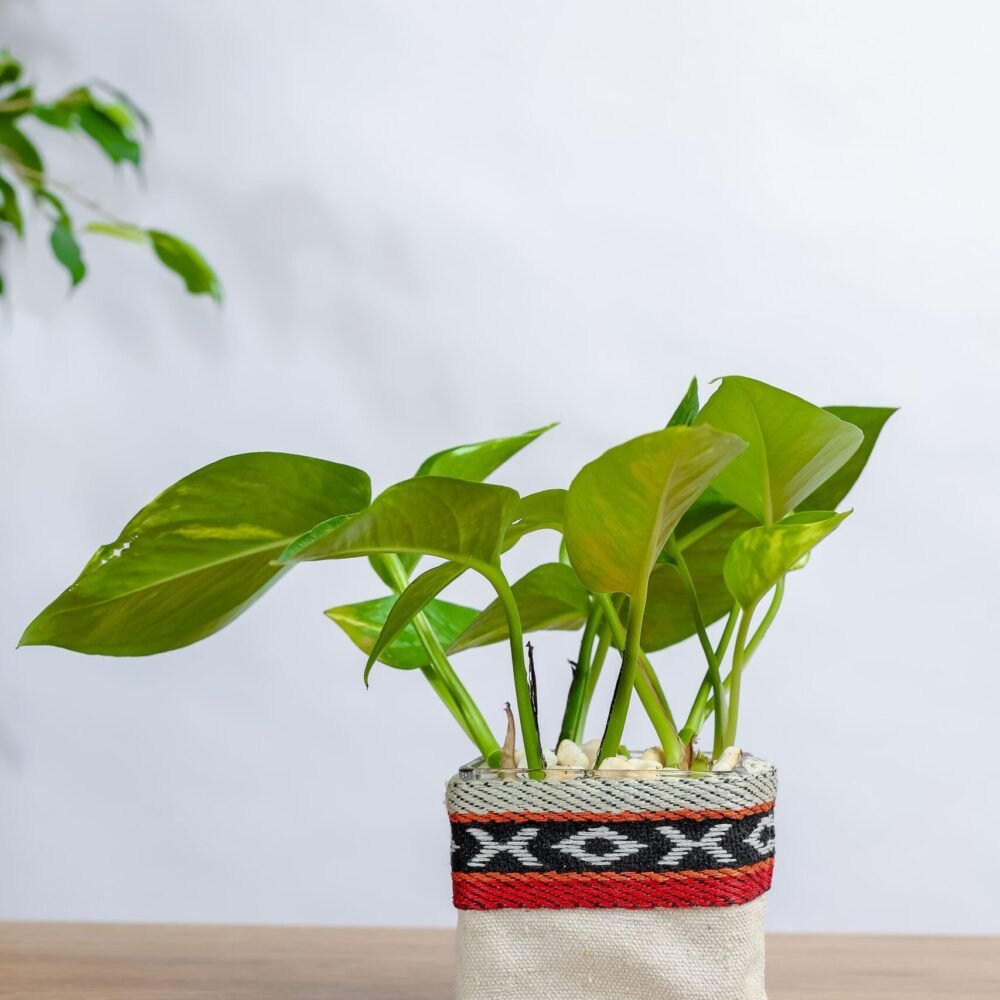 Shop Secondary Image