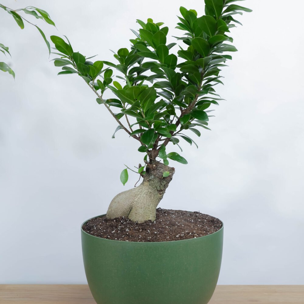 Shop Primary Image Shop Primary Image