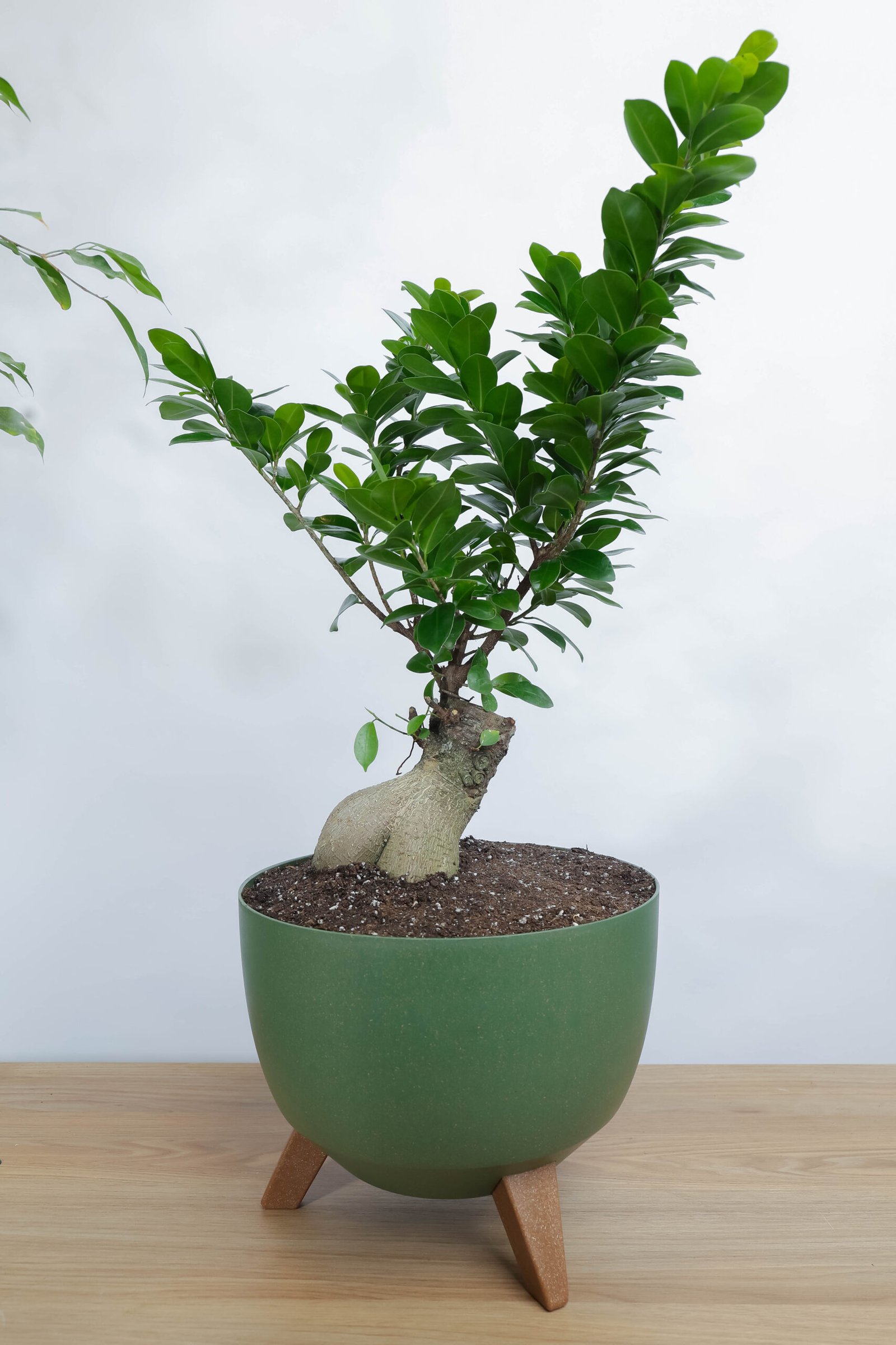 نبتة بونساي كبيره في حوض دائري أخضر بقاعده خشبيه