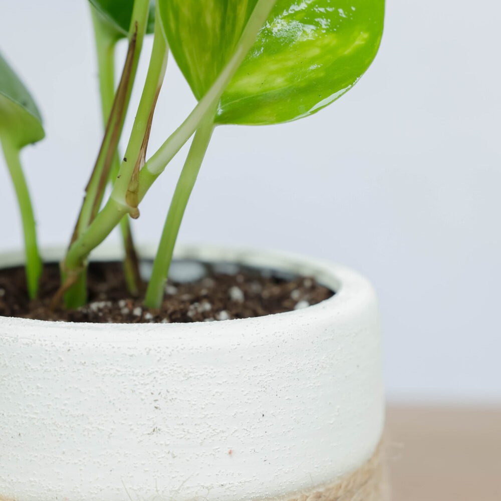 Shop Secondary Image Shop Secondary Image