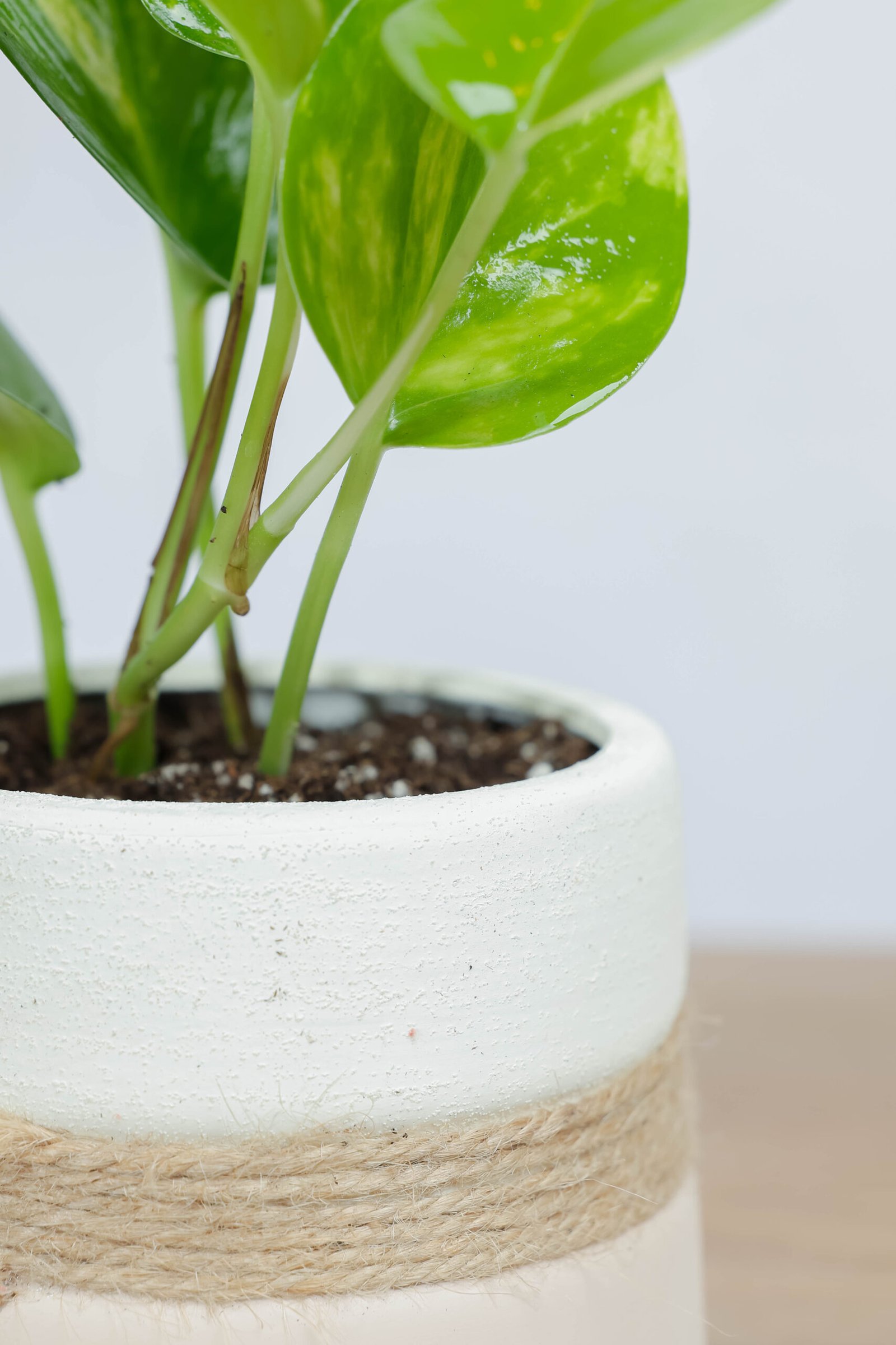 نبتة جولدن بوتس في اصيص فخار ورباط خيش - الصورة 2