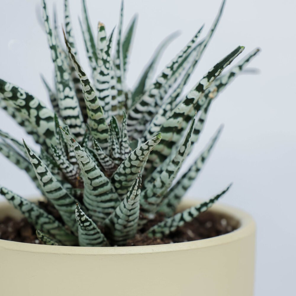 Shop Secondary Image Shop Secondary Image