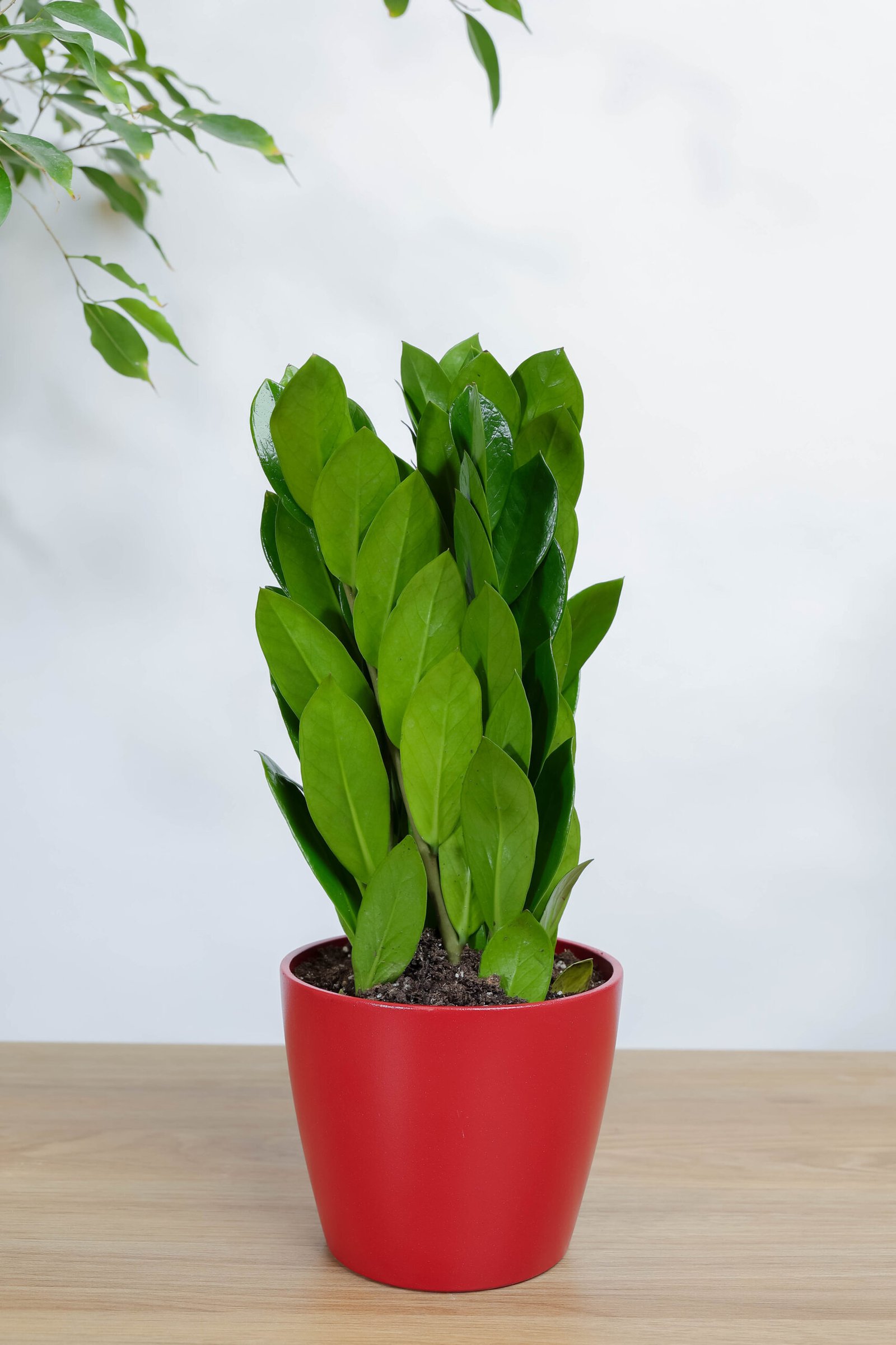 نبات زاميا من زريعة | هدية عملية وسهلة العناية