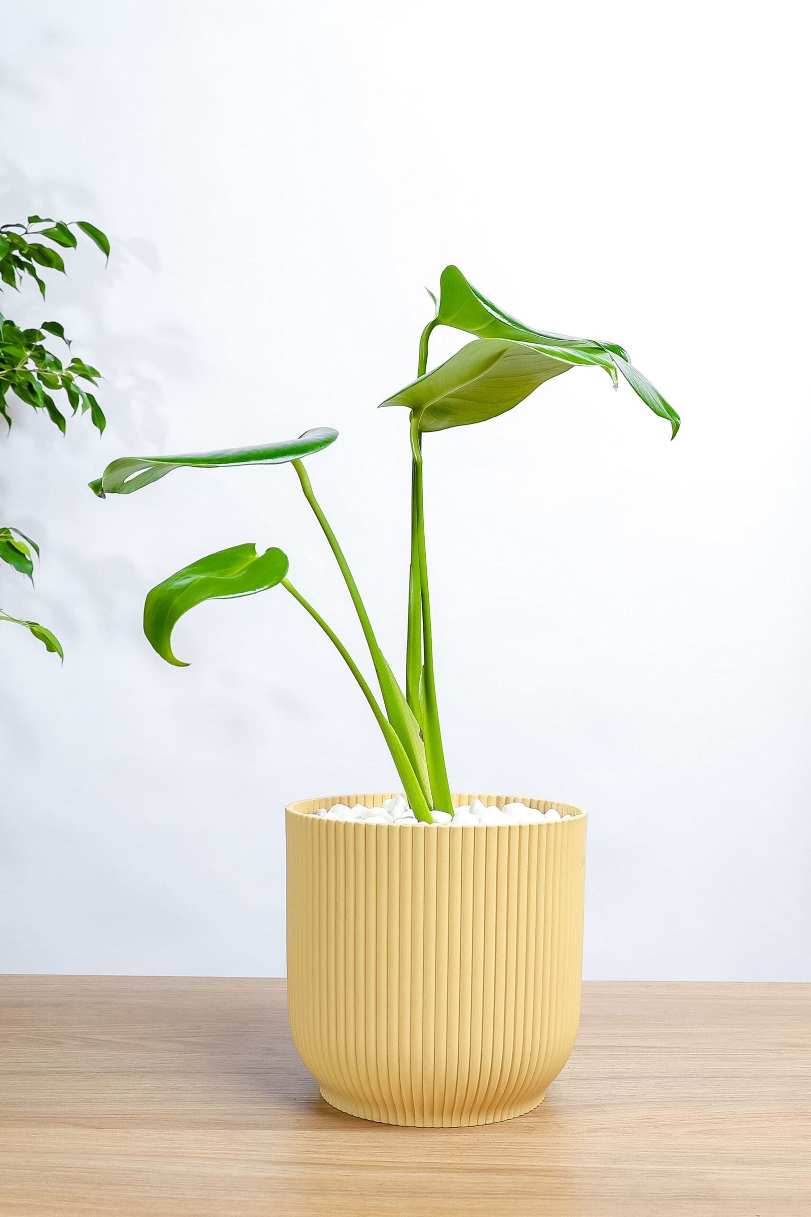 نبتة مونستيرا – القفص الصدري في مركن بلاستيك اصفر