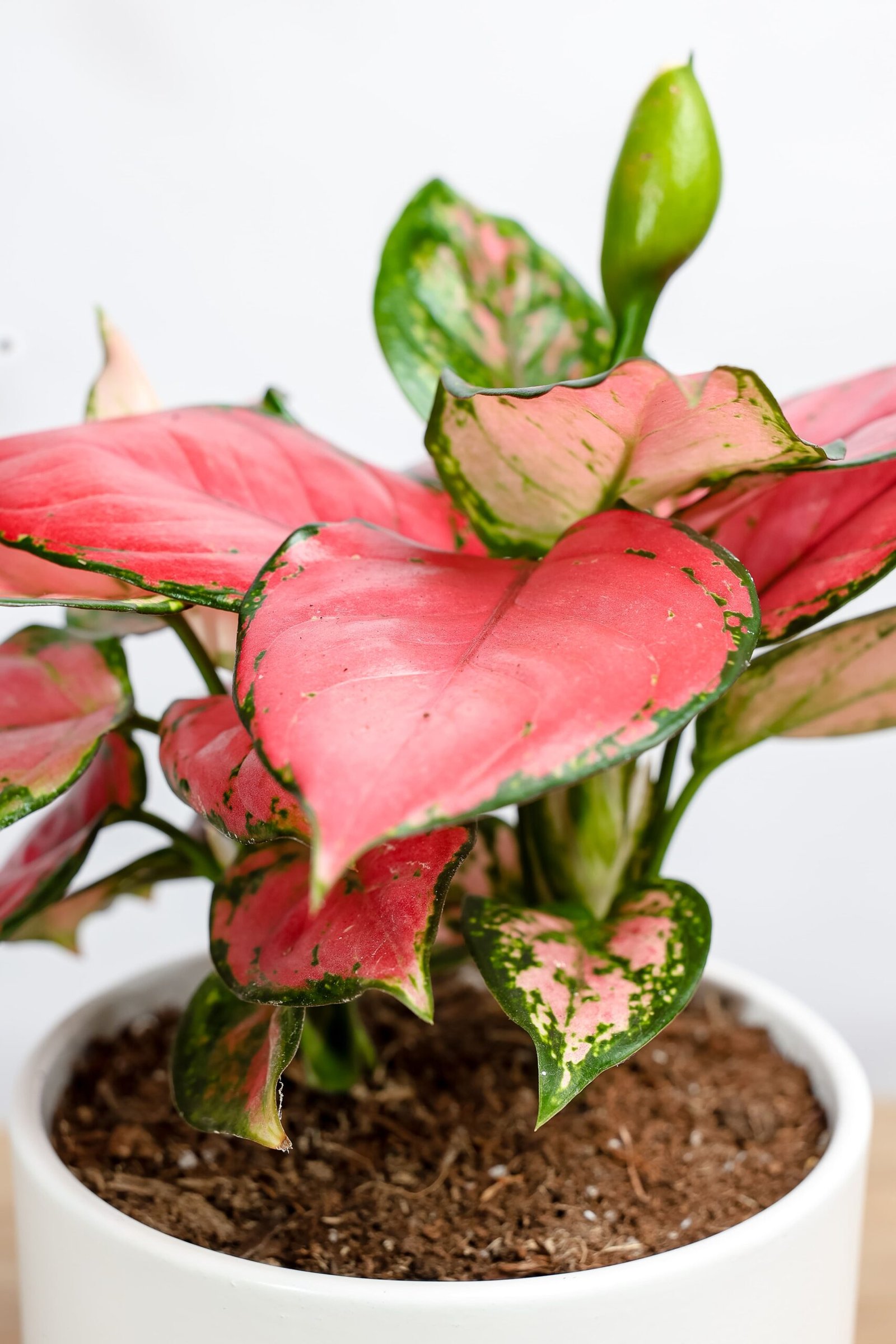 نبتة اجلونيما وردي في حوض سيراميك ابيض بقاعده خشبيه - الصورة 2