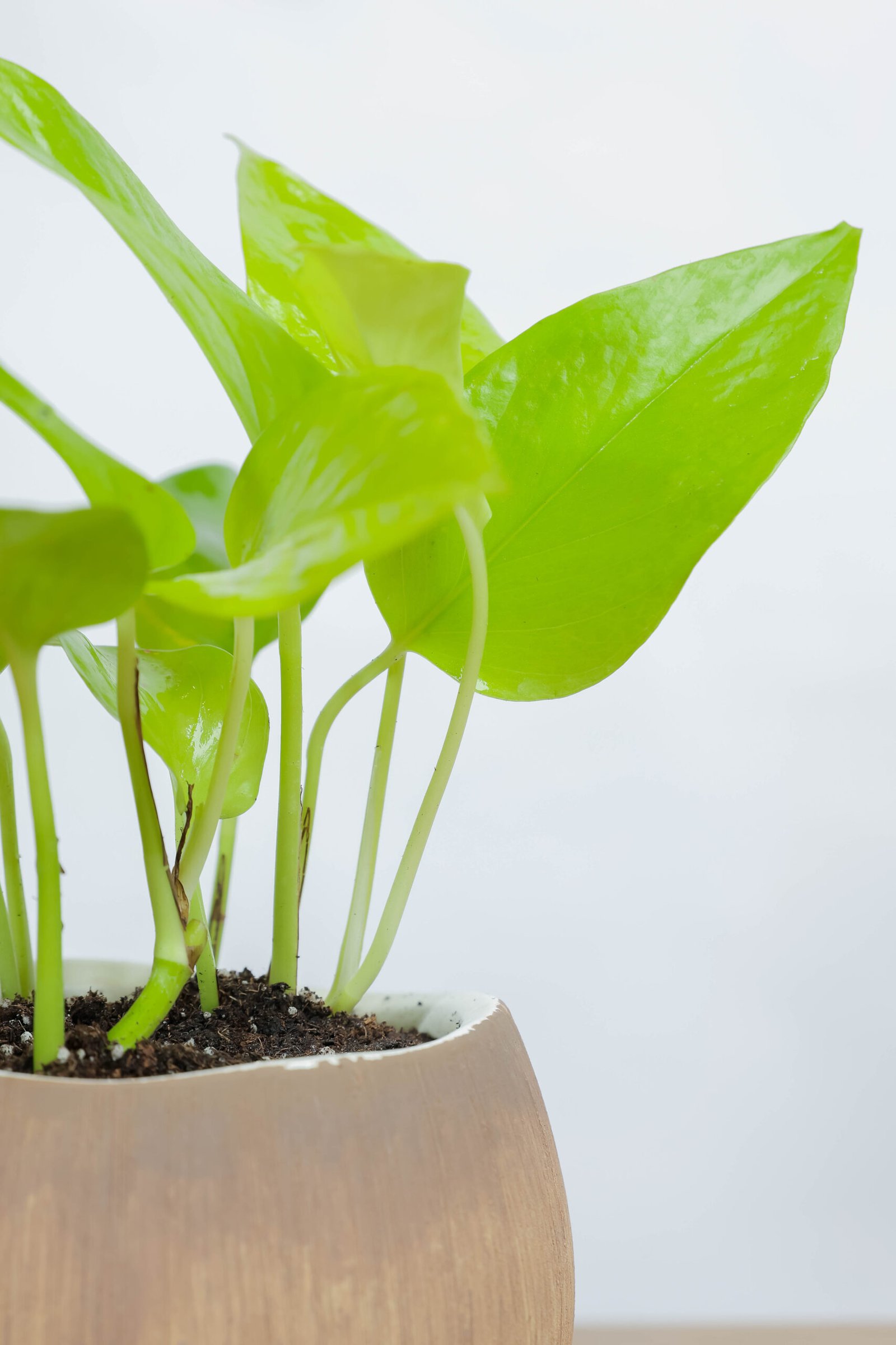 نبتة بوتس نيون في اصيص سيراميك بتصميم جوز الهند - الصورة 2