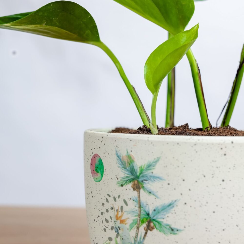 Shop Secondary Image