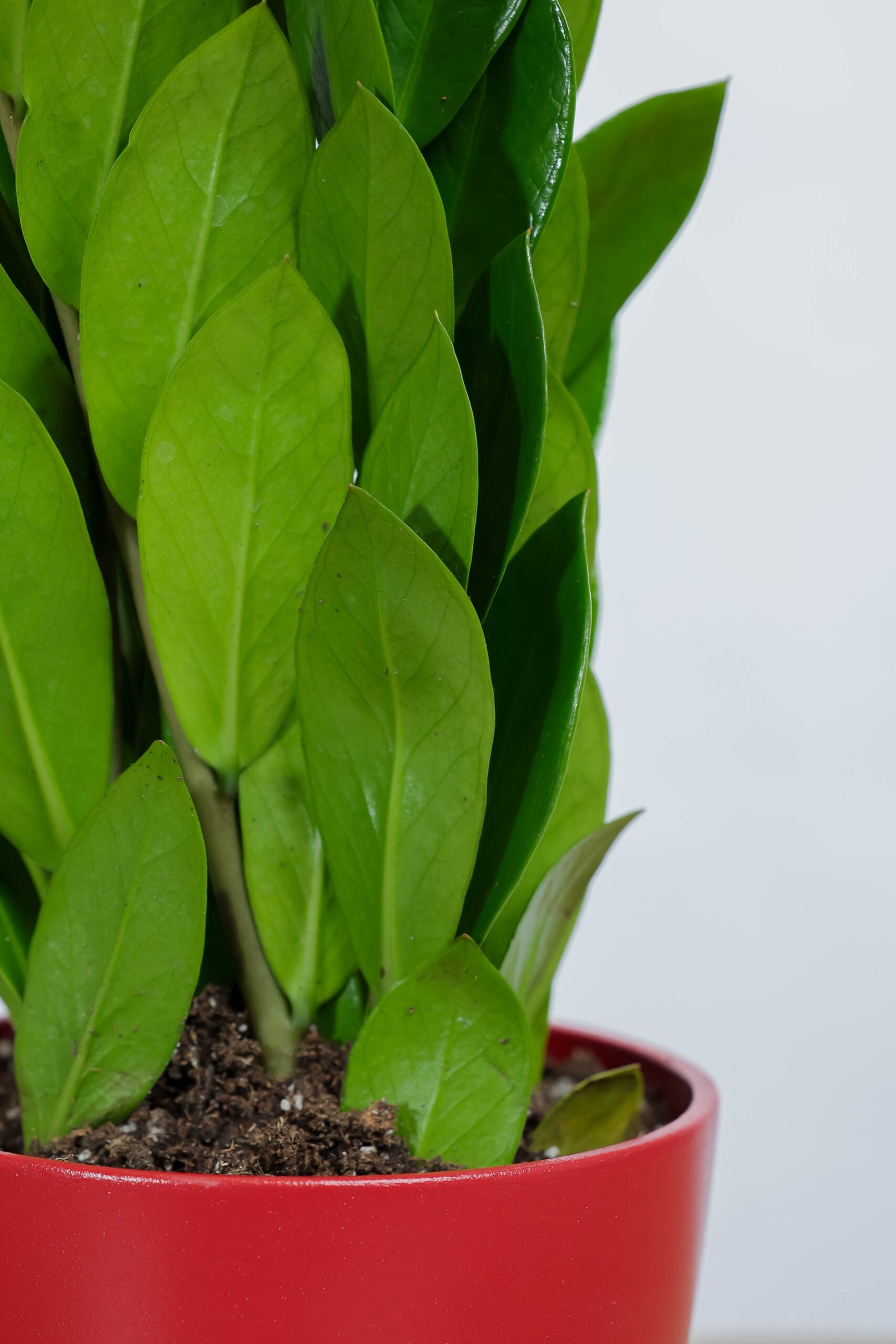 نبات زاميا بشكل مميز في اصيص سيراميك احمر - الصورة 2