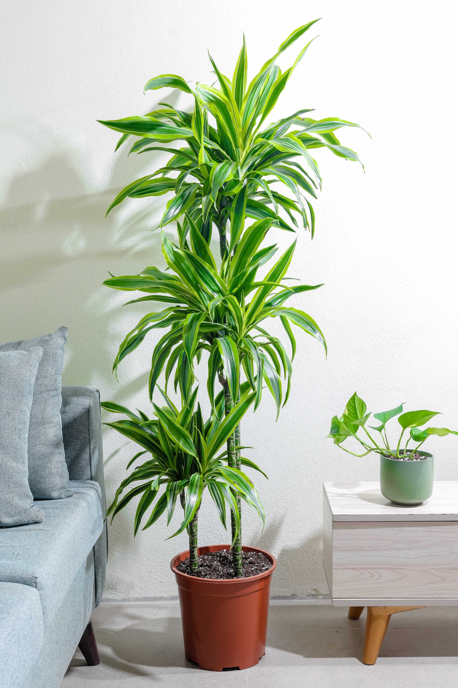 نبتة دراسينا ليمون لايم 3 عود