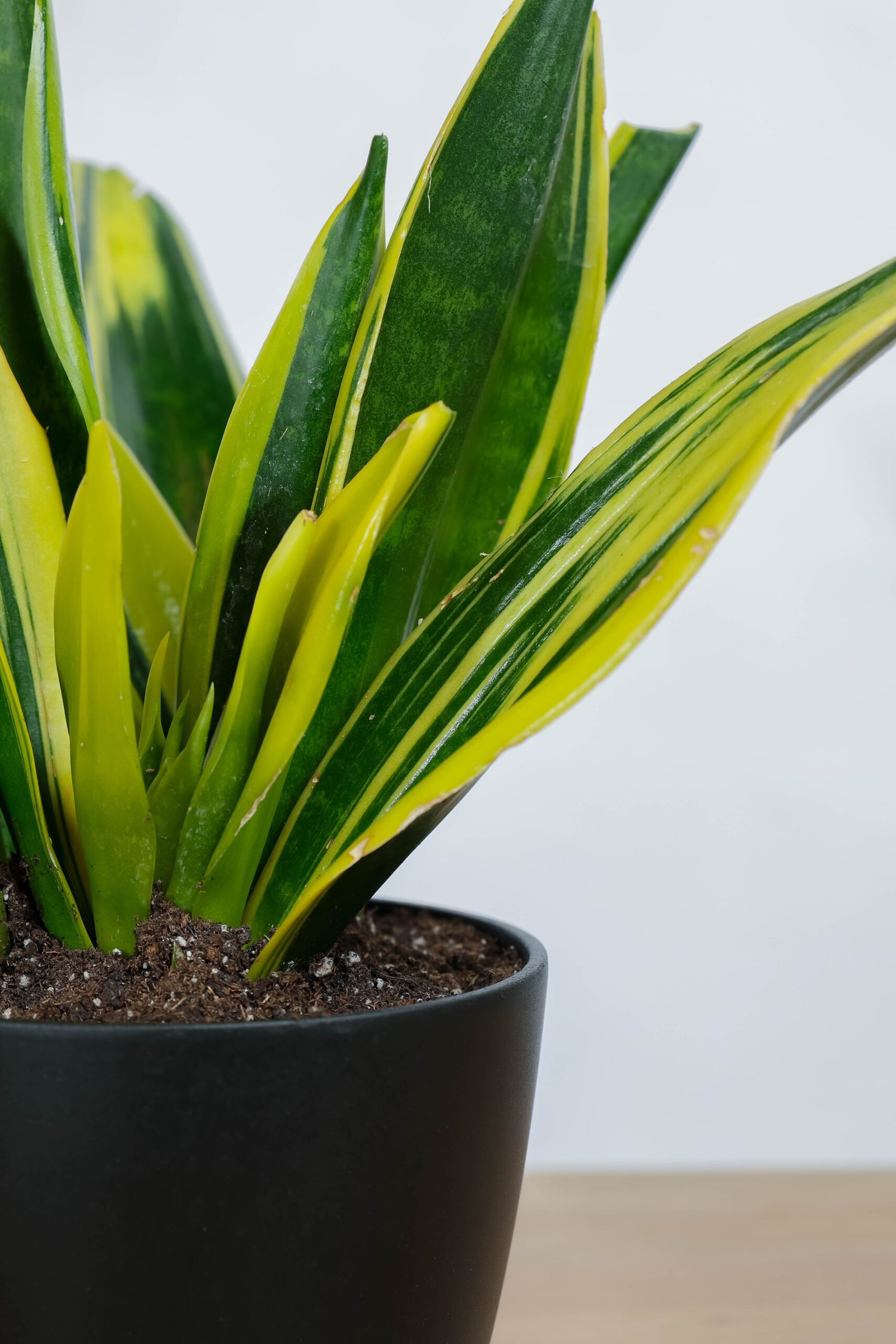 نبتة جلد النمر في حوض رخام اسود - الصورة 2