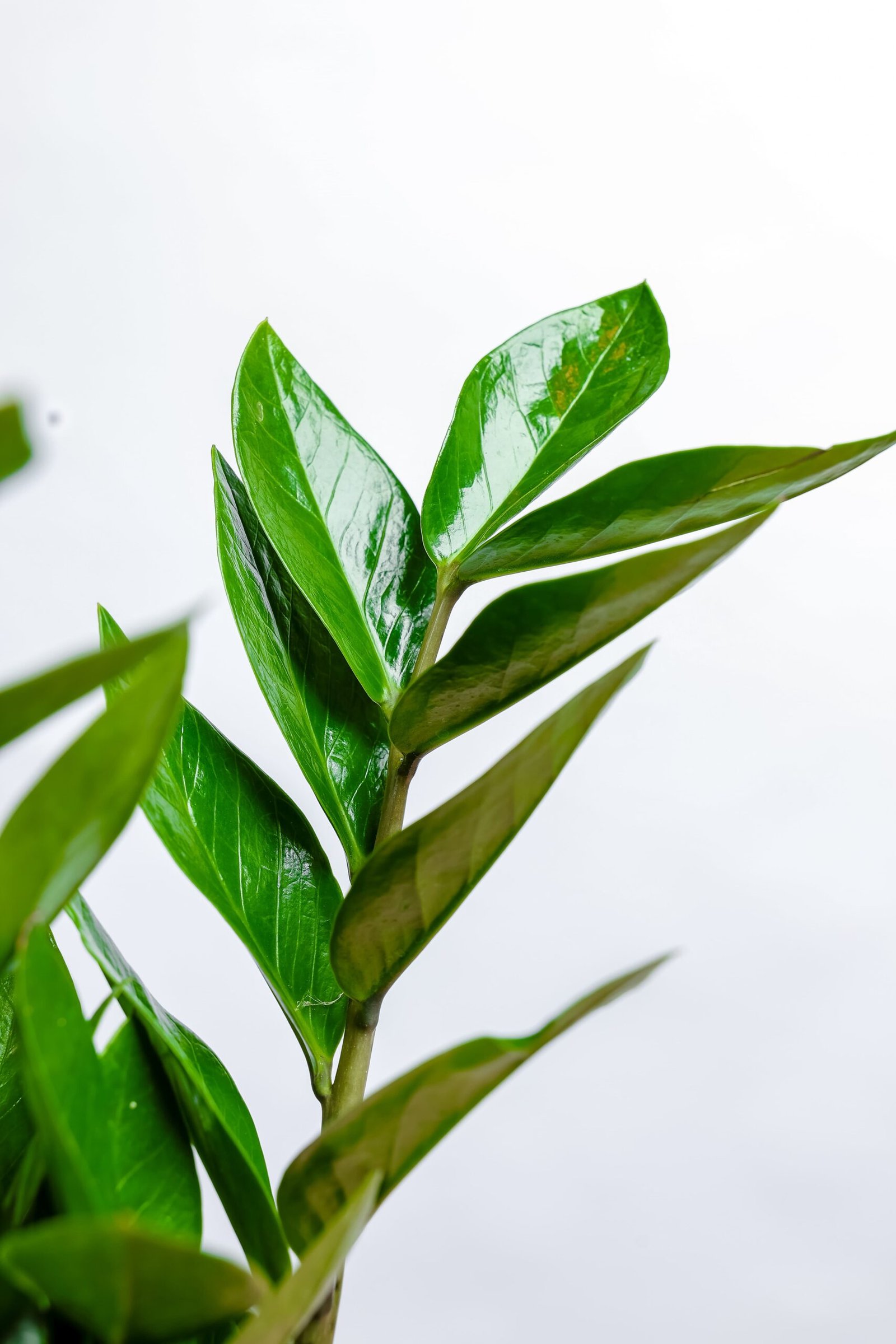 نبتة الزاميا الخضراء في حوض سيراميك زيتي - الصورة 2