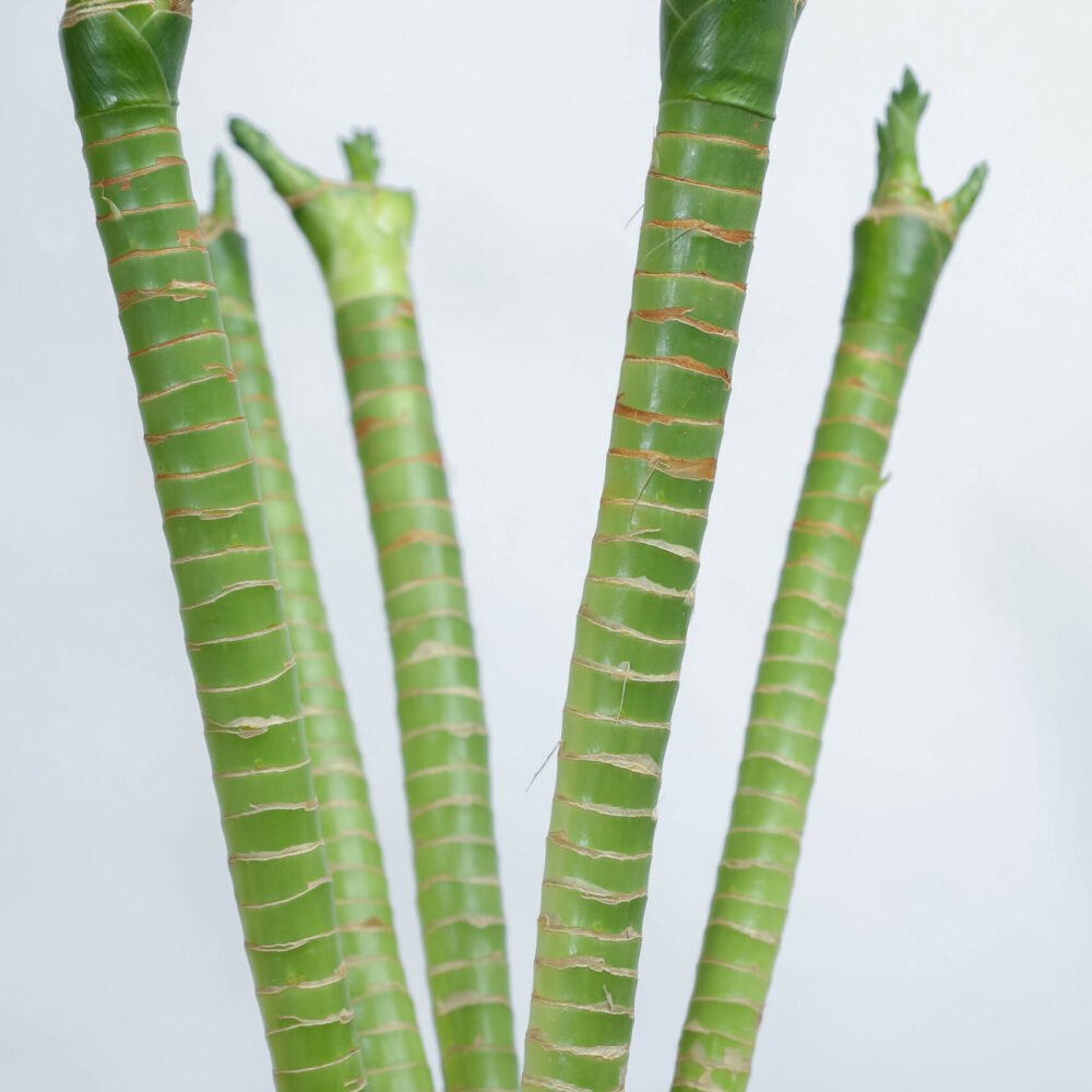 Shop Secondary Image Shop Secondary Image