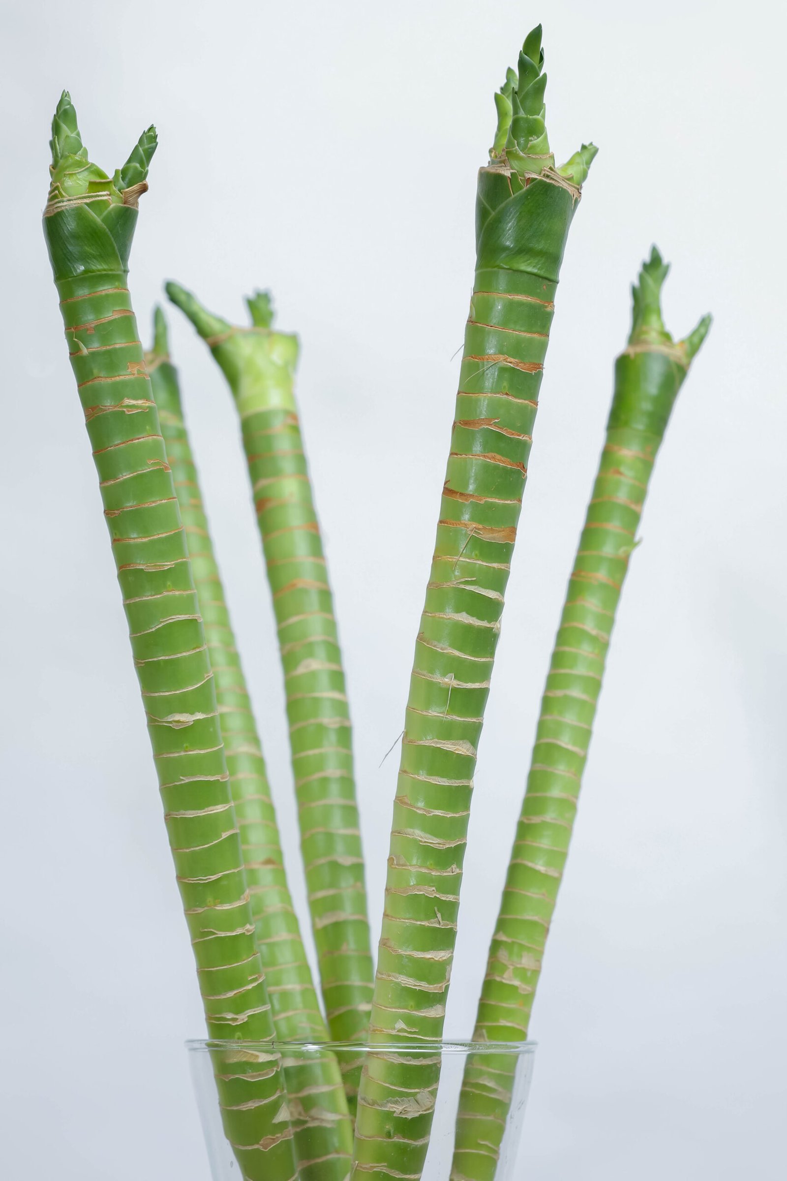 مجموعة بامبو لوتس صغيرة في فازة زجاجية - الصورة 2