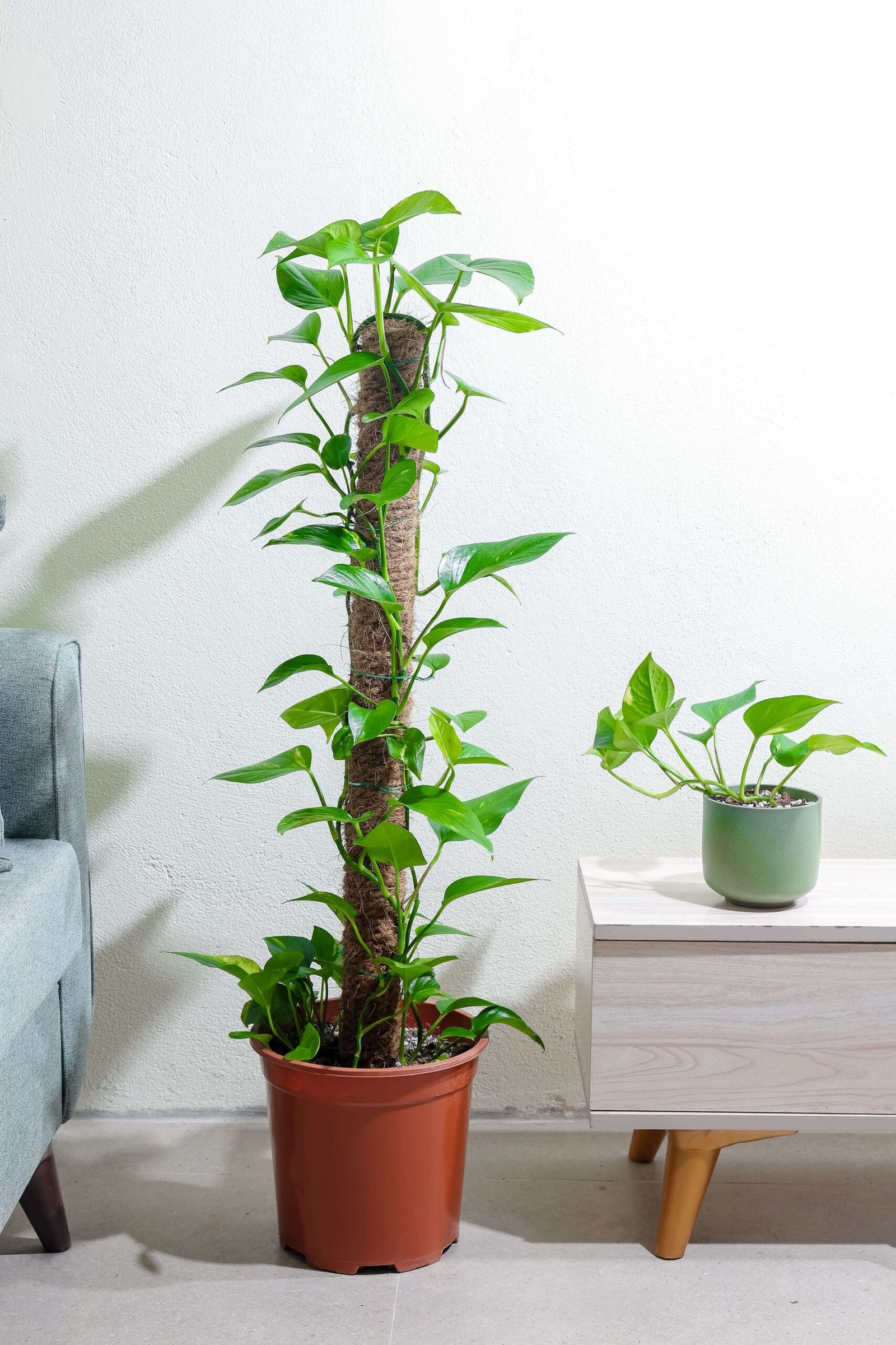 نبتة بوتس جولدن متسلقه