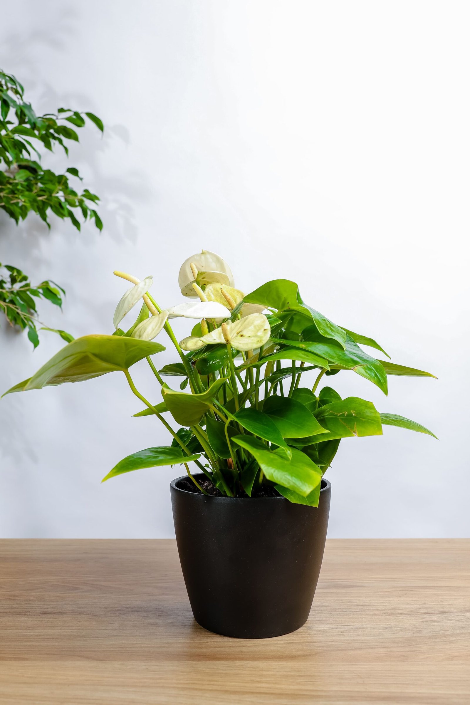 نبات انتوريوم بأزهار بيضاء – هدية مميزة من زريعة