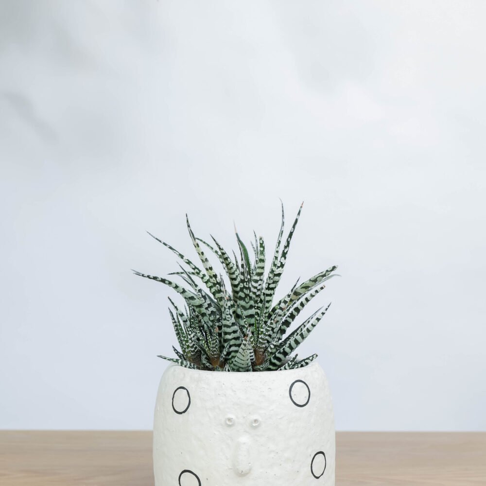 Shop Secondary Image Shop Secondary Image