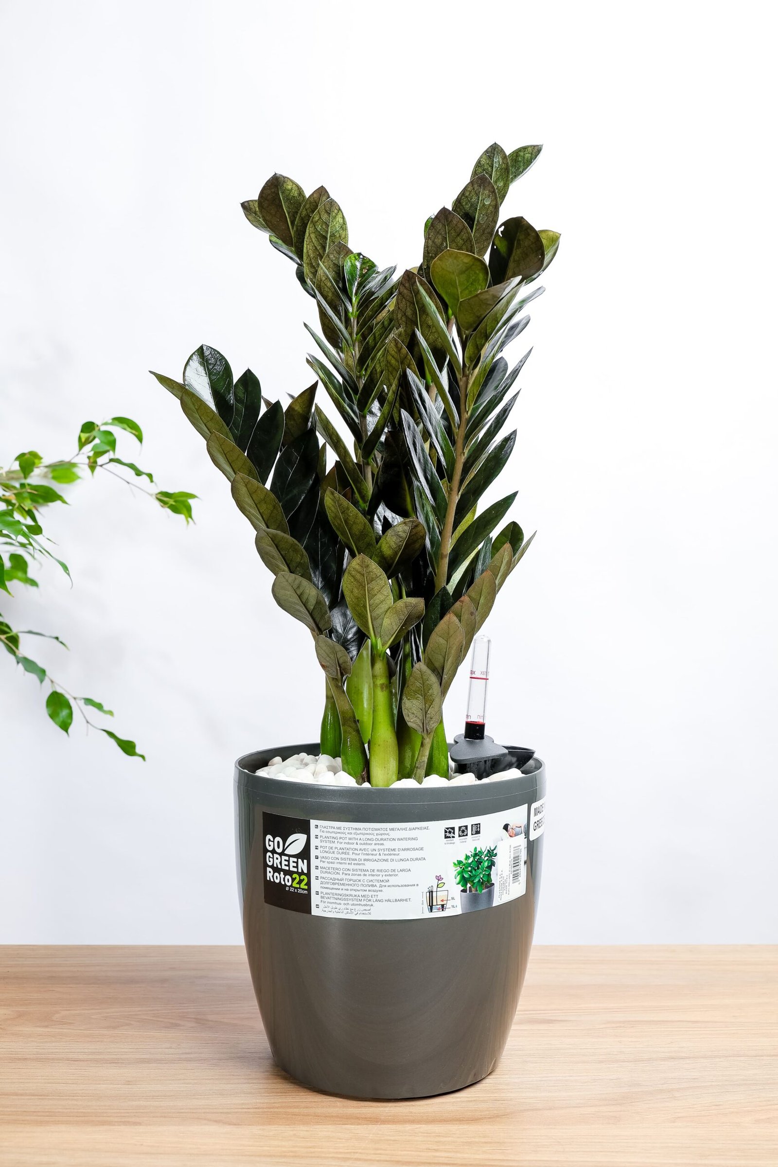 نبتة الزاميا السوداء في حوض ري ذاتي رصاصي