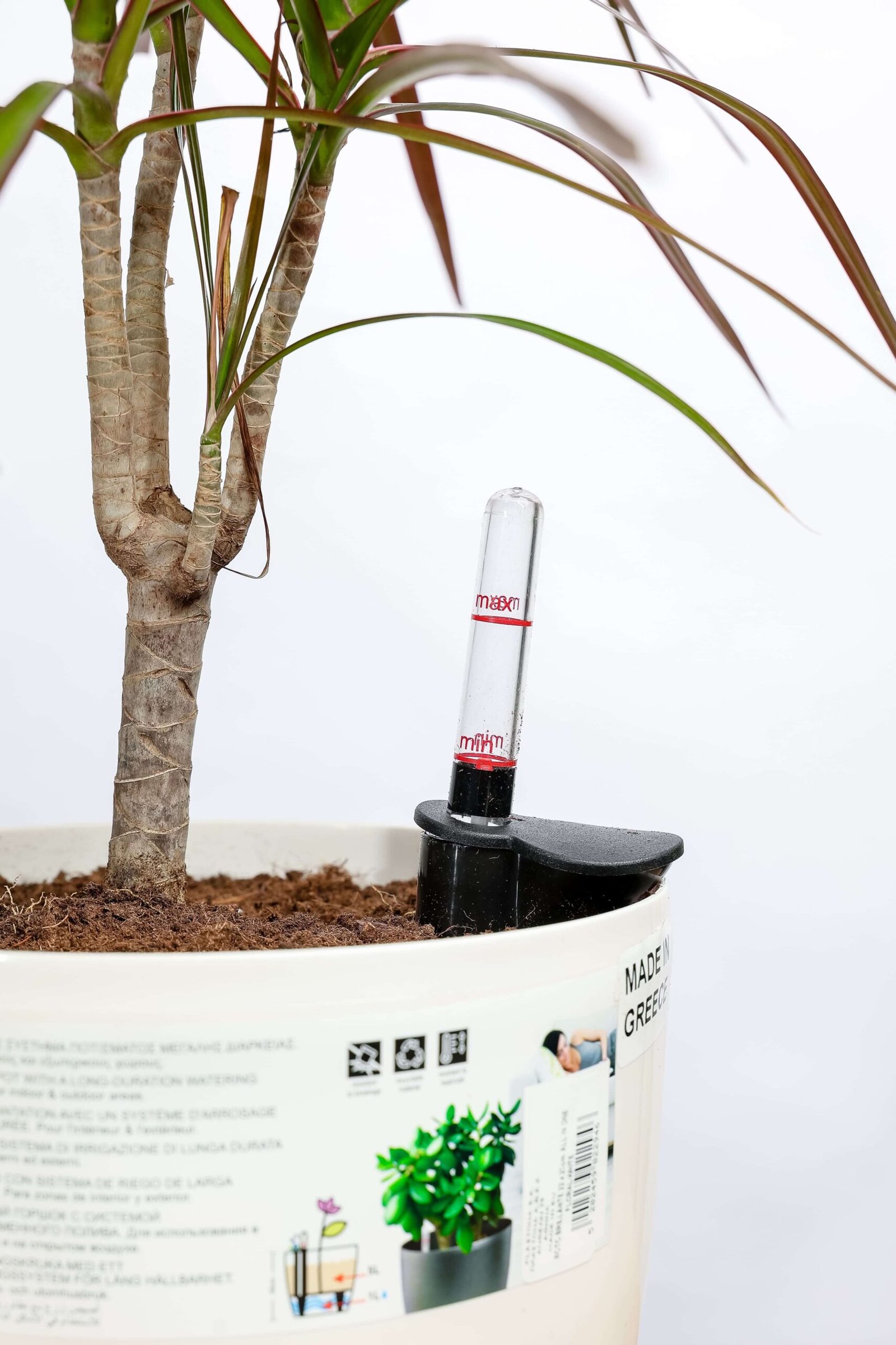 نبتة دراسينيا مارجناتا في حوض ري ذاتي ابيض - الصورة 2