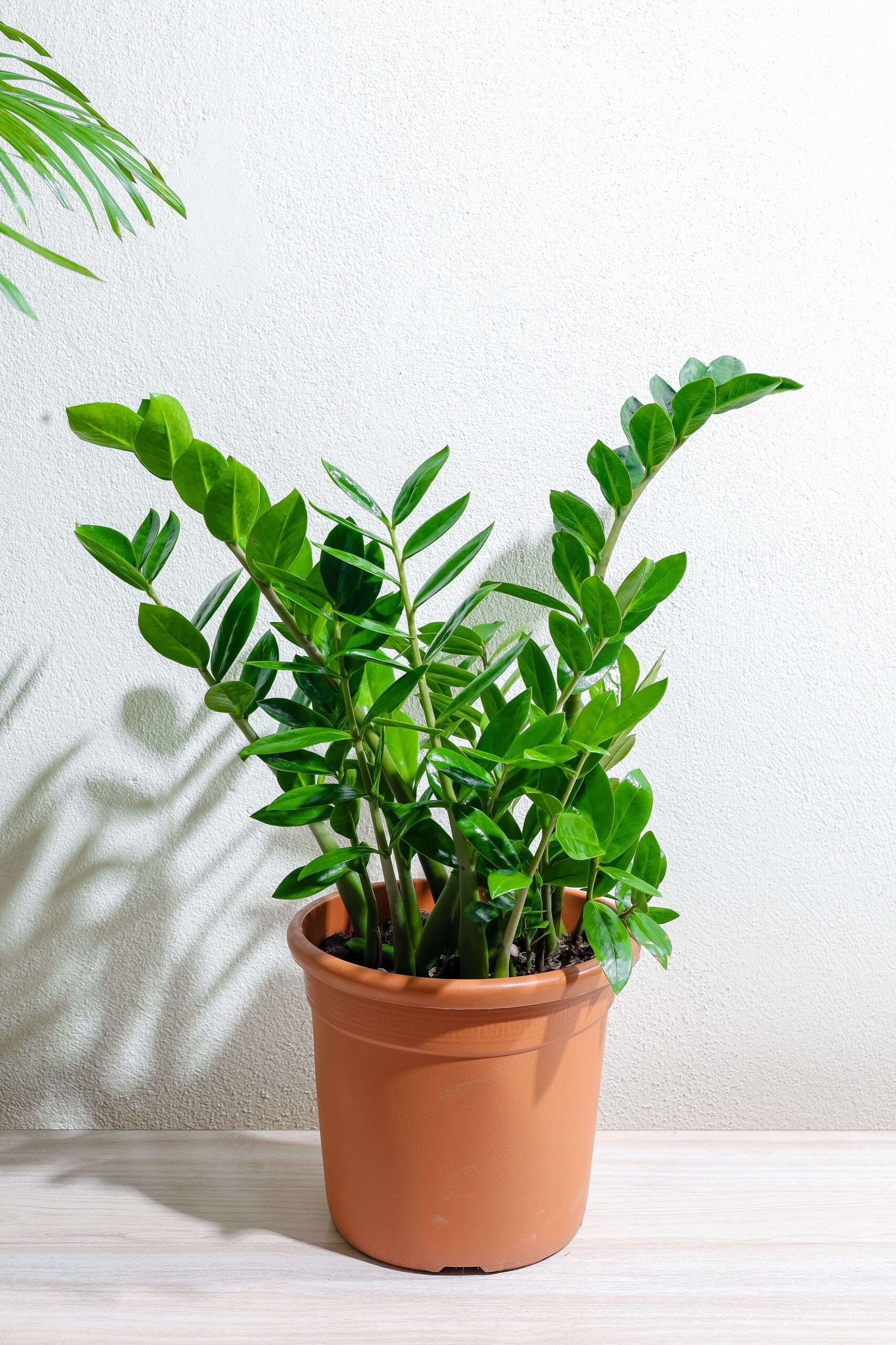 نبتة الزاميا الخضراء 24 سم