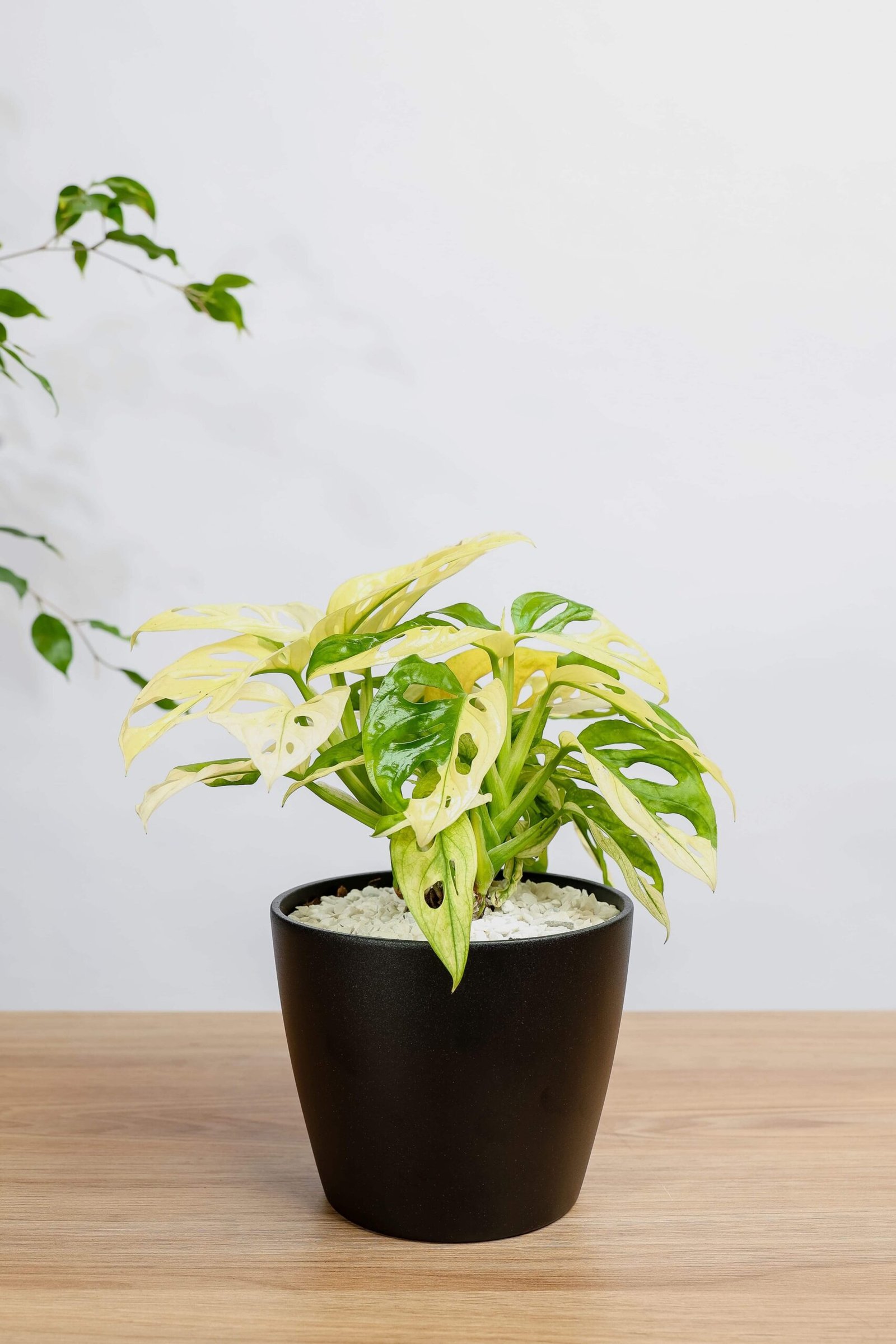 نبتة مونستيرا مونكي ادنسوني مبرقشه في حوض سيراميك اسود