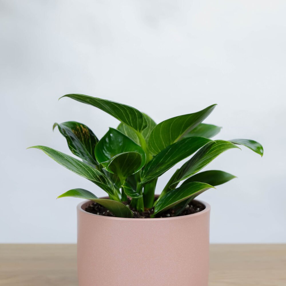 Shop Primary Image Shop Primary Image