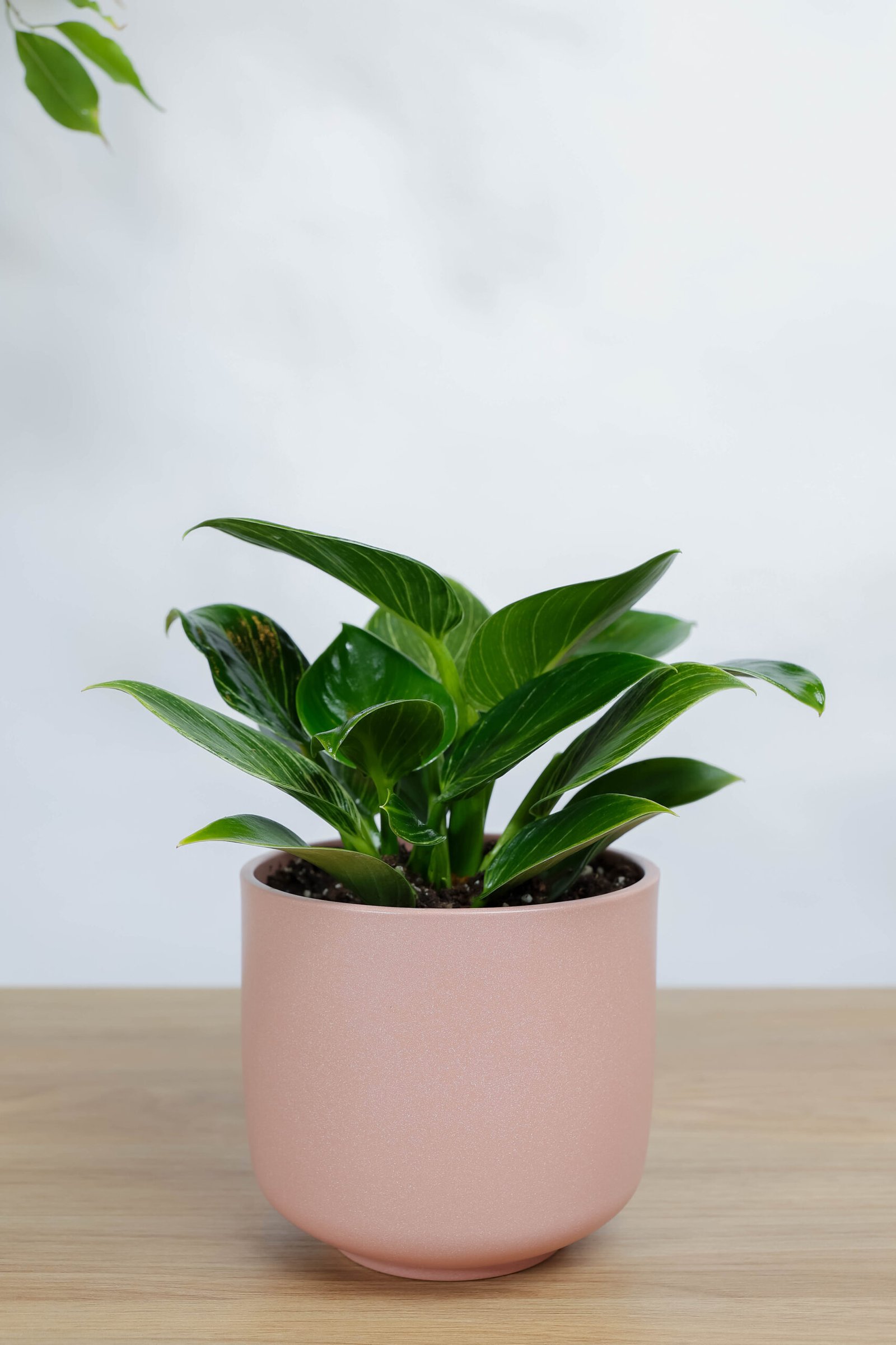 نبتة فيلوديندرون الأميرة الخضراء: هدايا وتوزيعات في الرياض