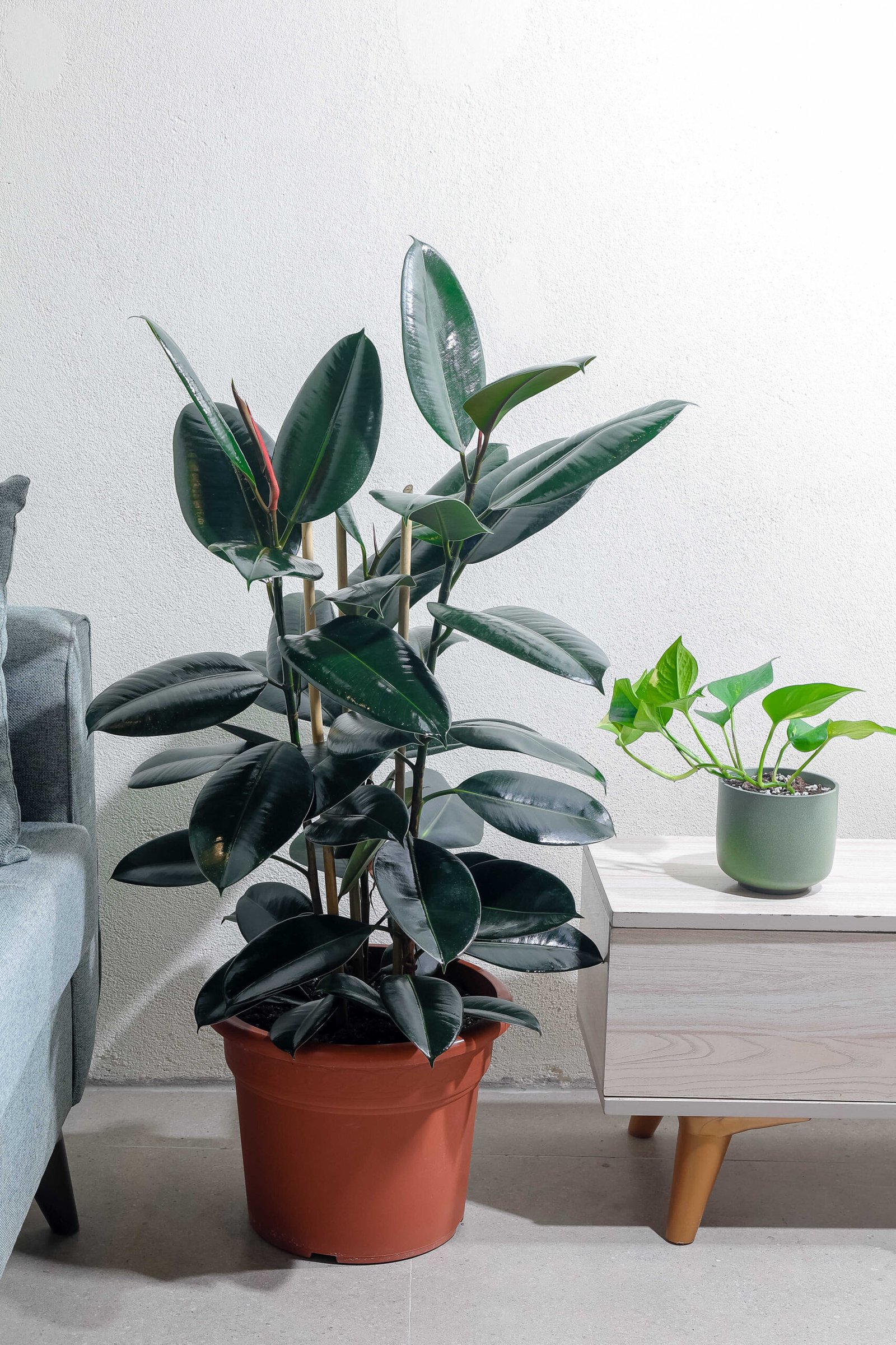 نبتة فيكس مطاط داكنة