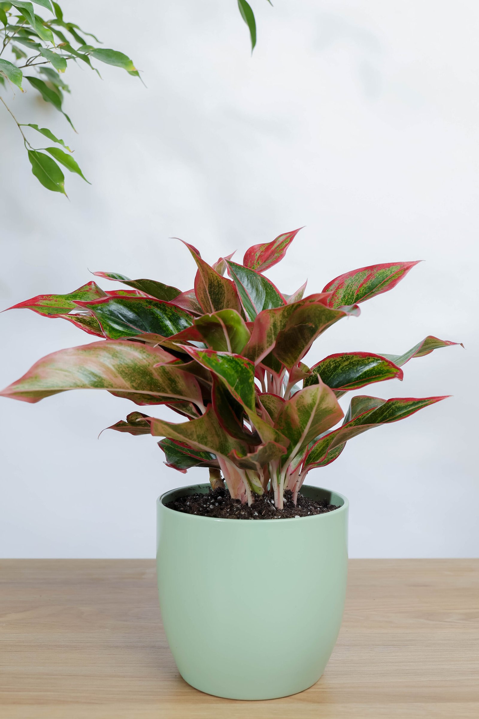 اجلونيما حمراء: هدية بأوراق مبرقشة سهلة العناية من زريعة