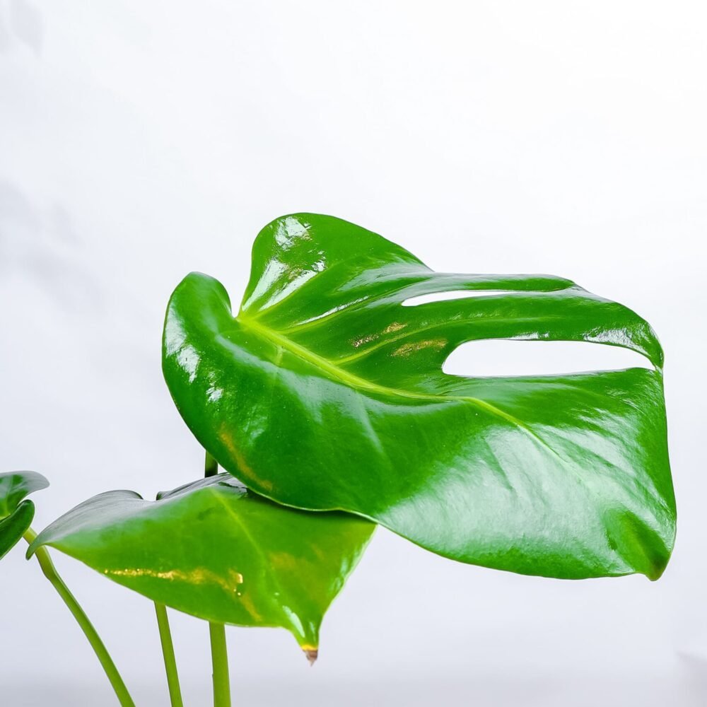 Shop Secondary Image