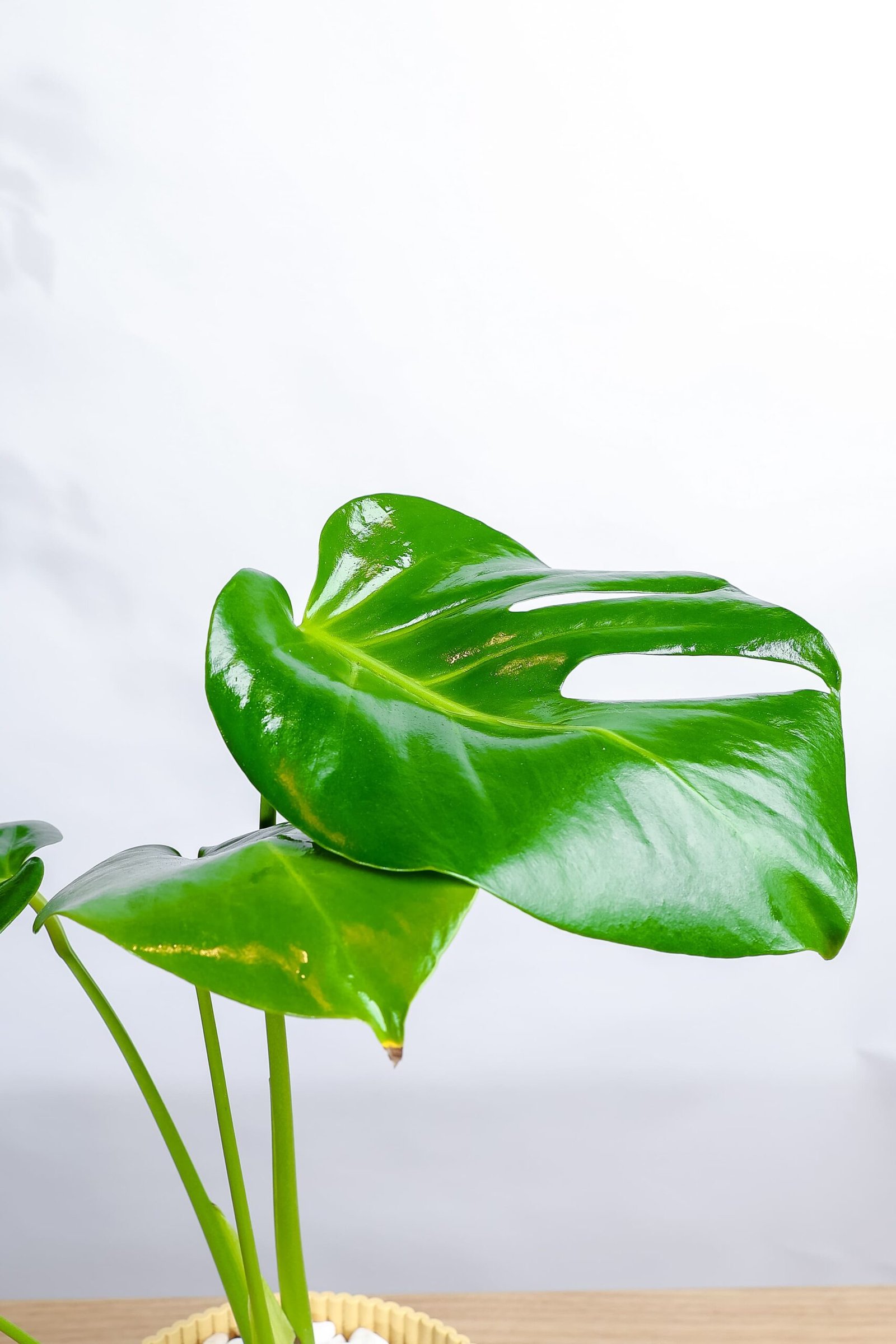 نبتة مونستيرا – القفص الصدري في مركن بلاستيك اصفر - الصورة 2