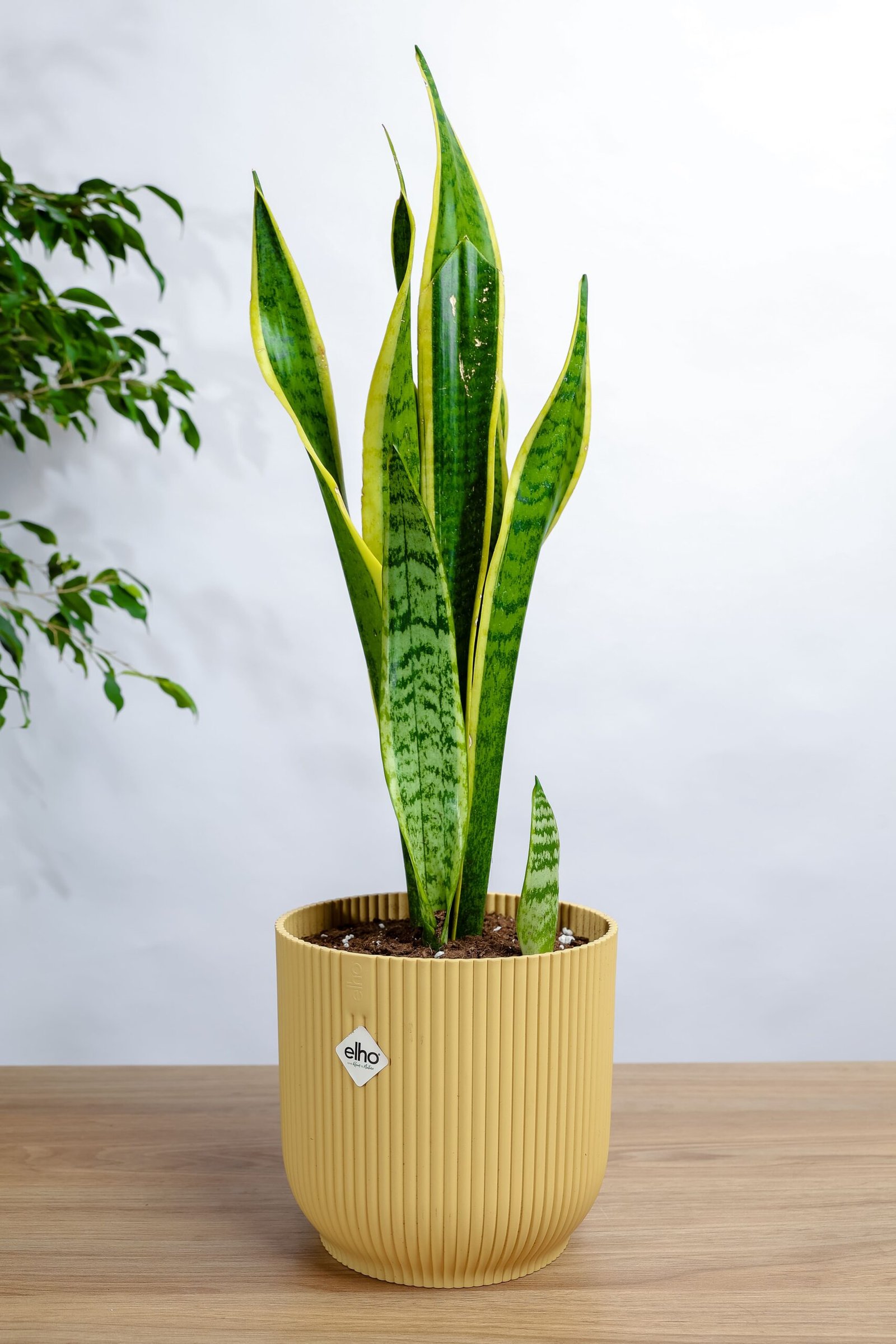 نبتة جلد النمر في مركن بلاستيك اصفر